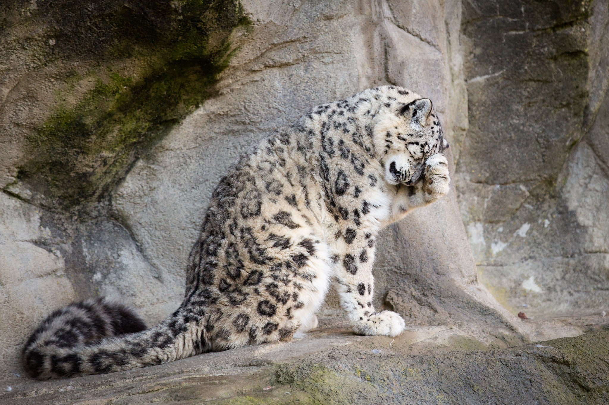 big Cat, cat, danger, no People, carnivora, animal Head, large, carnivore, rock formation, IRBIS, spot, rock - object, vertebrate, tail, animal wildlife, HD Wallpaper