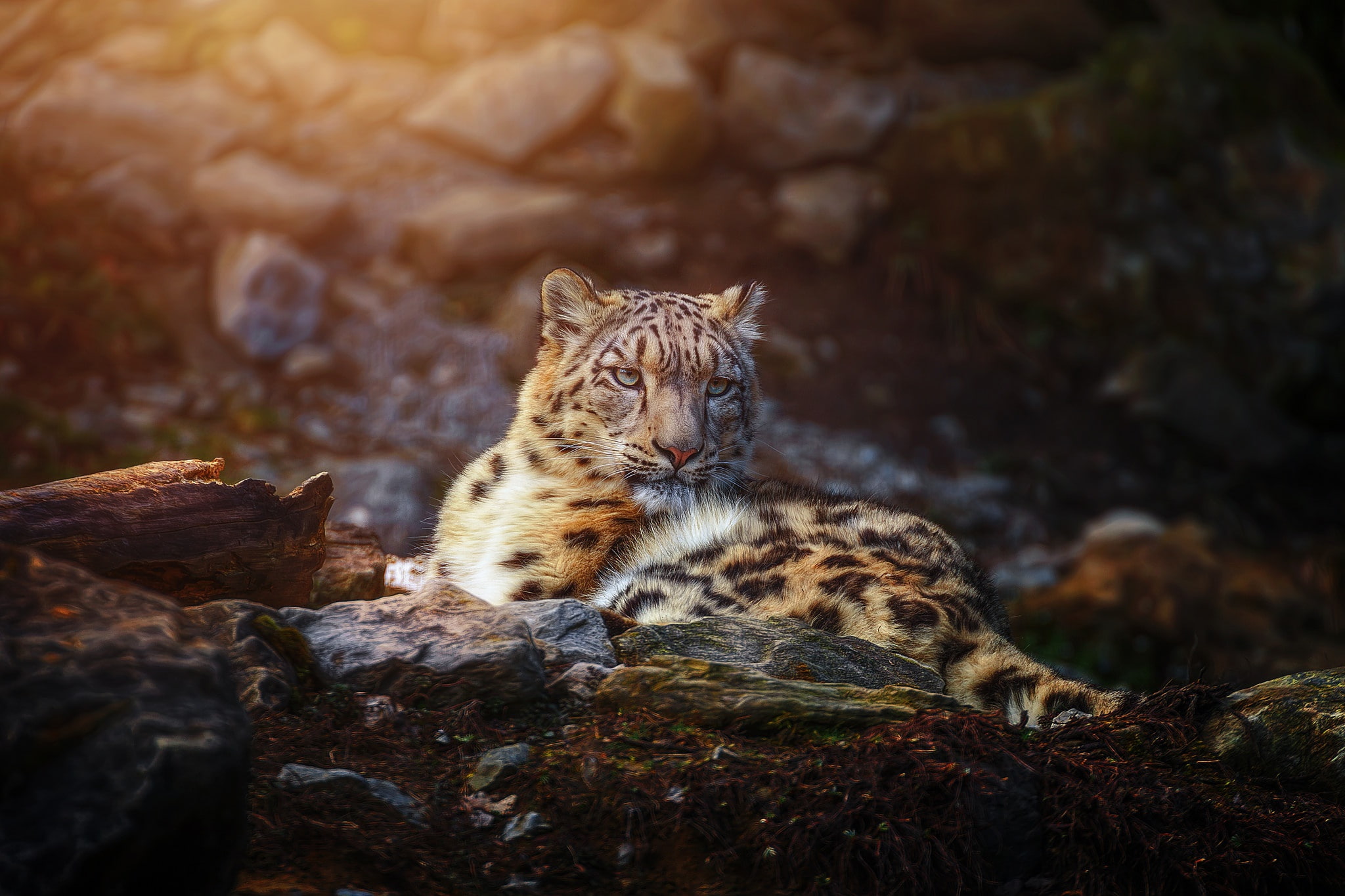 predator, snow leopard, IRBIS, 1080P, HD Wallpaper