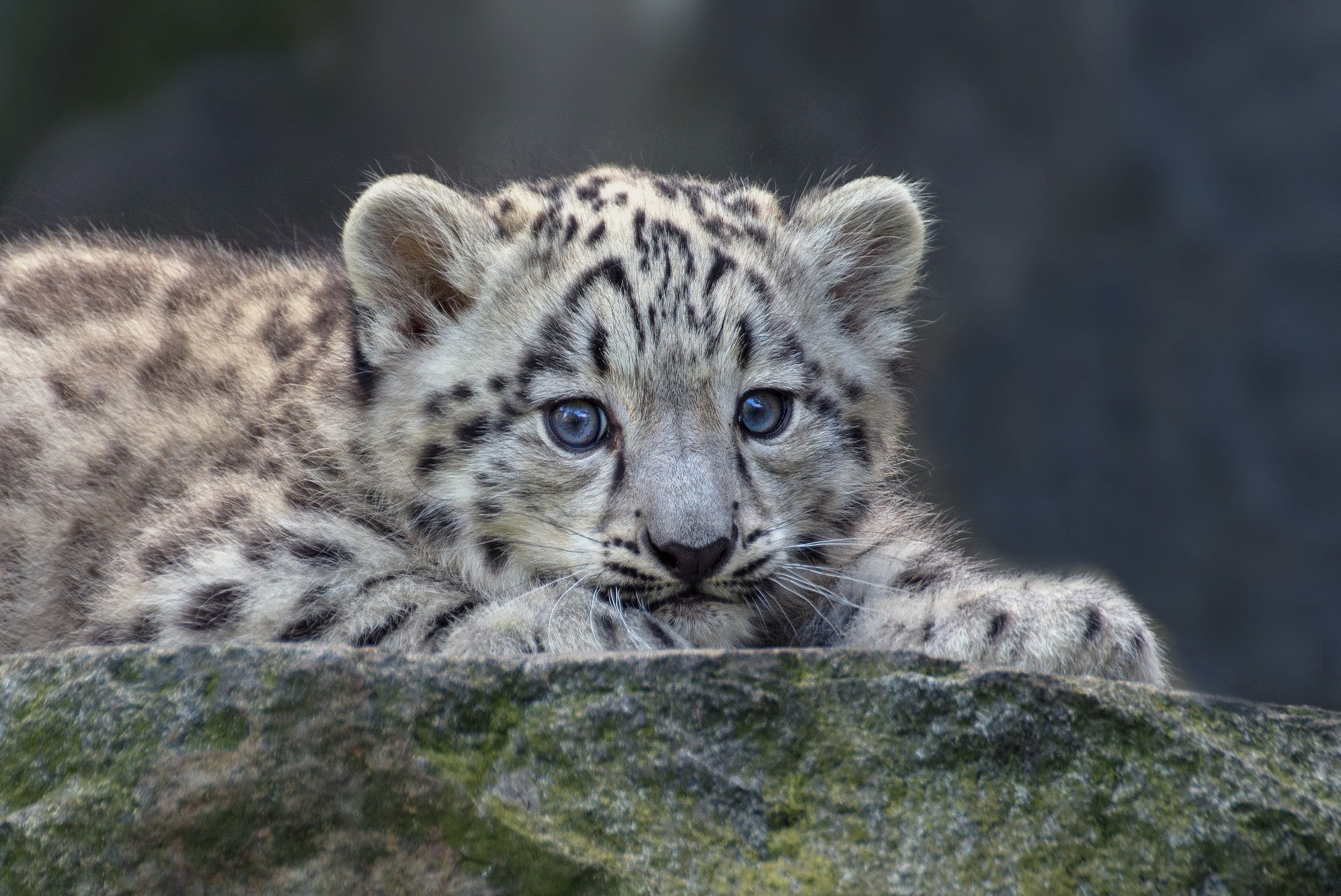 snow leopard, 1080P, IRBIS, baby, HD Wallpaper