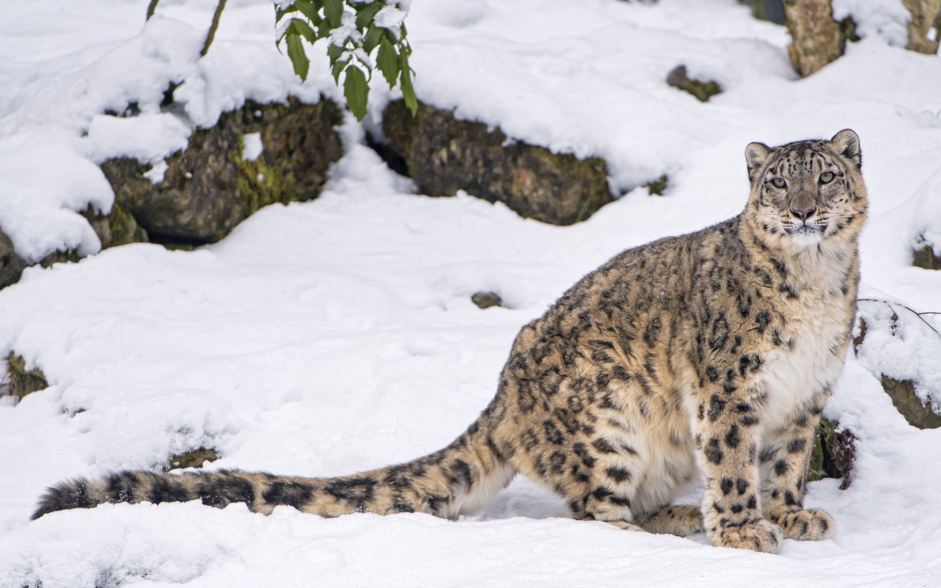snow leopard, 2K, snow, predator, IRBIS, HD Wallpaper