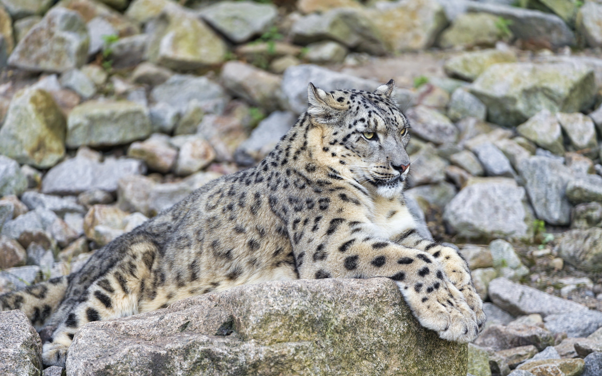 stone, stay, IRBIS, snow leopard, predator, 2K, HD Wallpaper