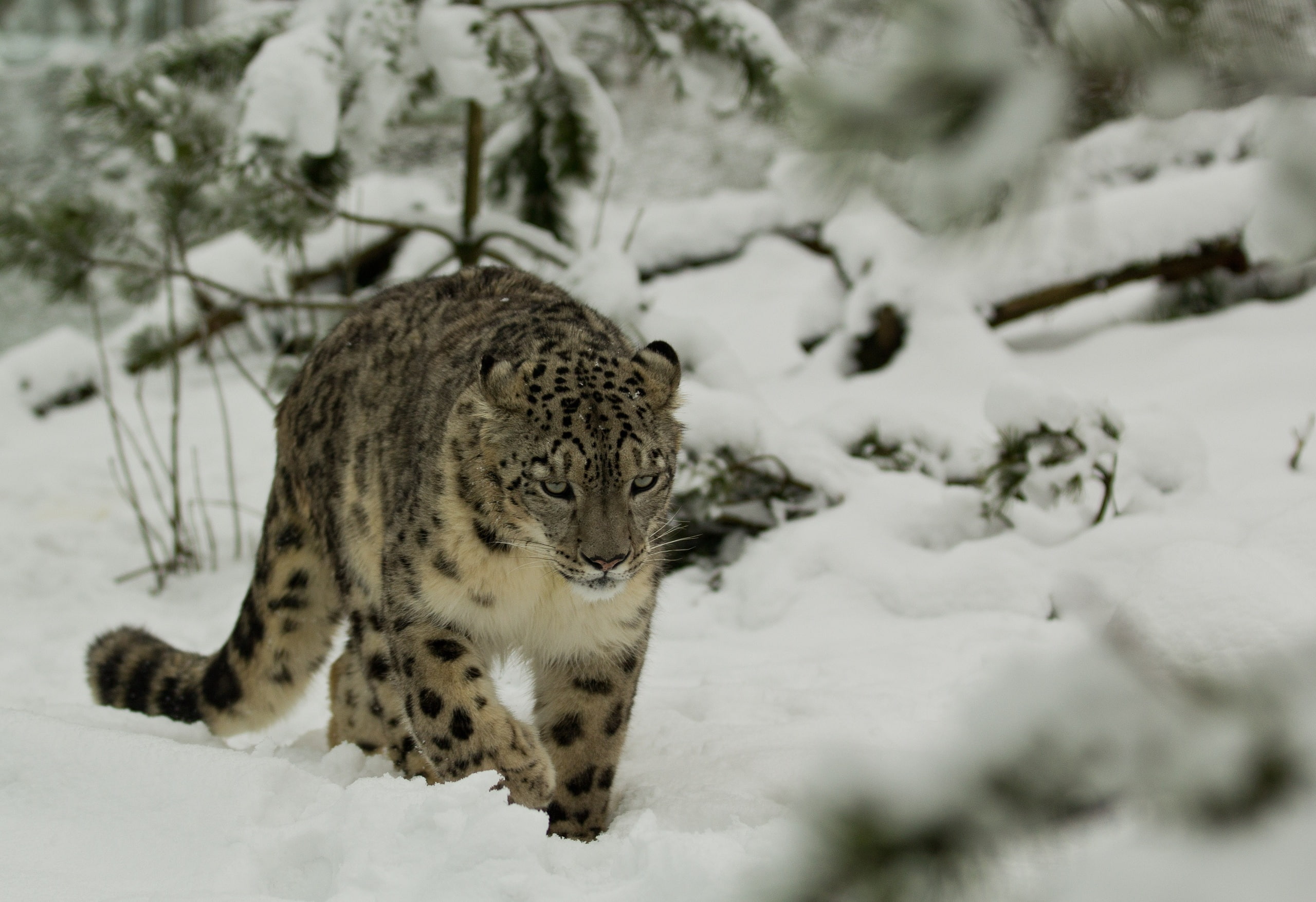 snow leopard, winter, 2K, snow, IRBIS, wild cat, HD Wallpaper