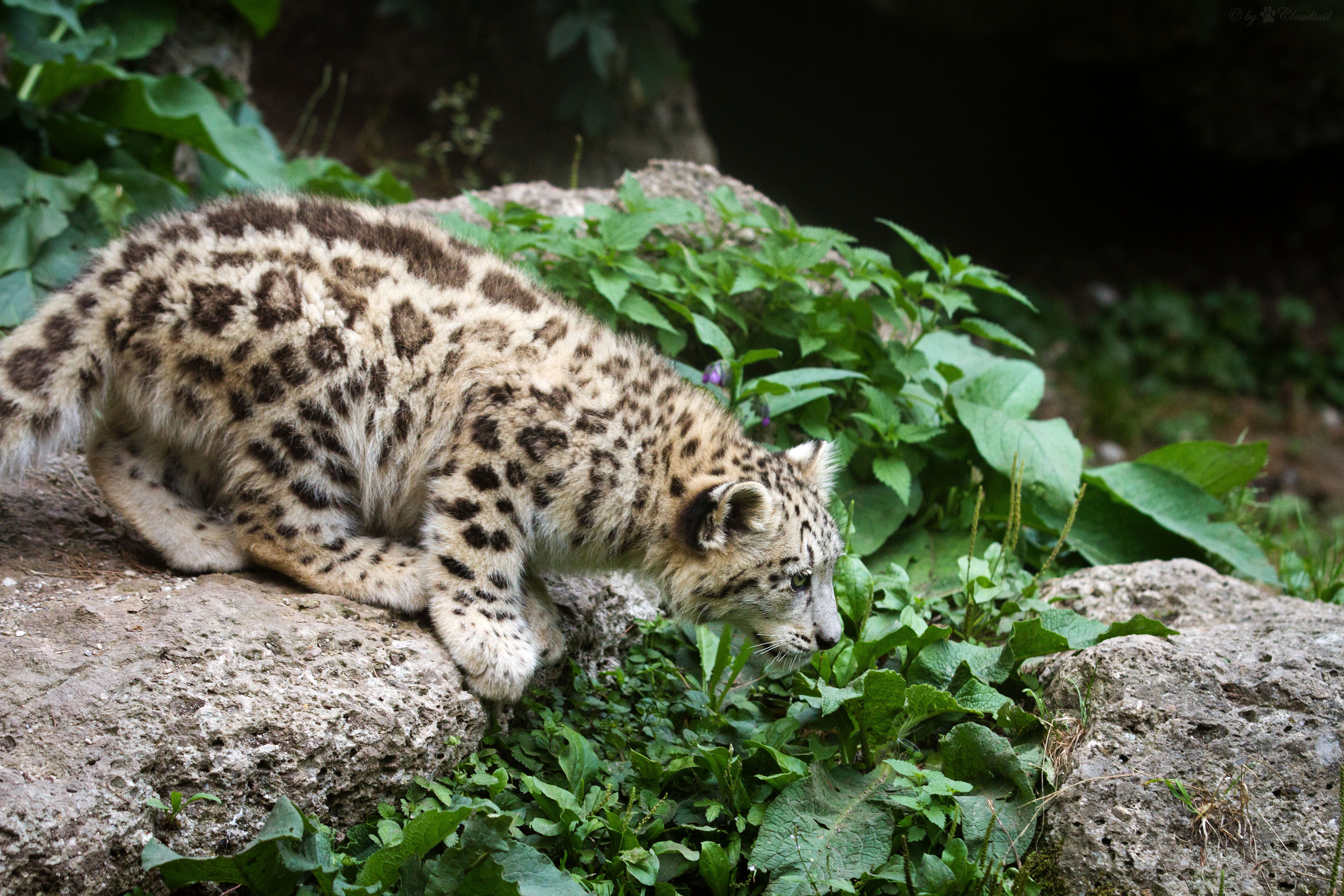 plant, nature, IRBIS, outdoors, big cat, animals in the wild, grass, whisker, animal wildlife, no people, jumping, relaxation, rock - object, animal, 5K, HD Wallpaper
