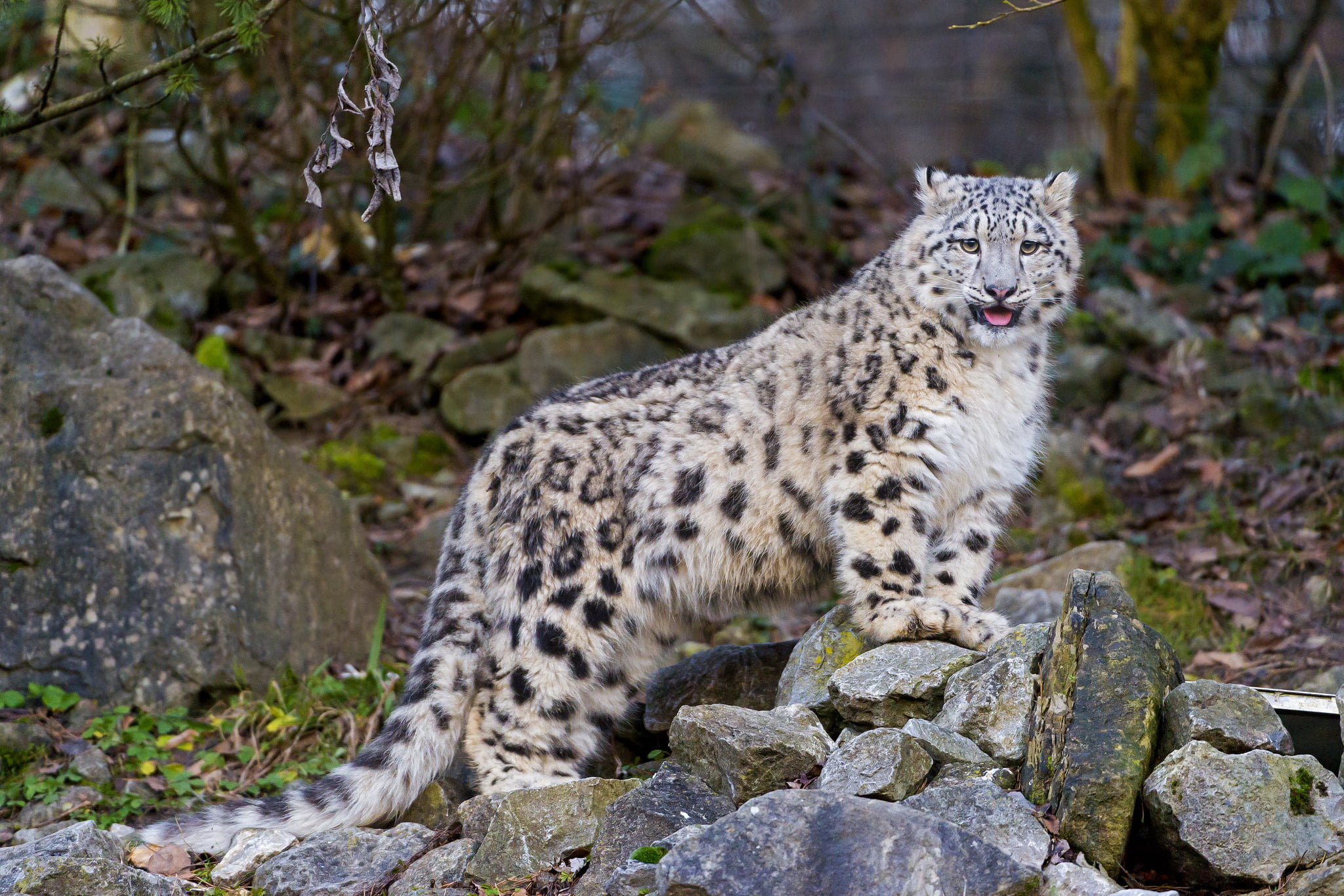 nature, animals Hunting, stones, no people, cheetah, feline, animal, large, wildlife, danger, kitty, language, snow, leopard, extreme Terrain, carnivora, HD Wallpaper
