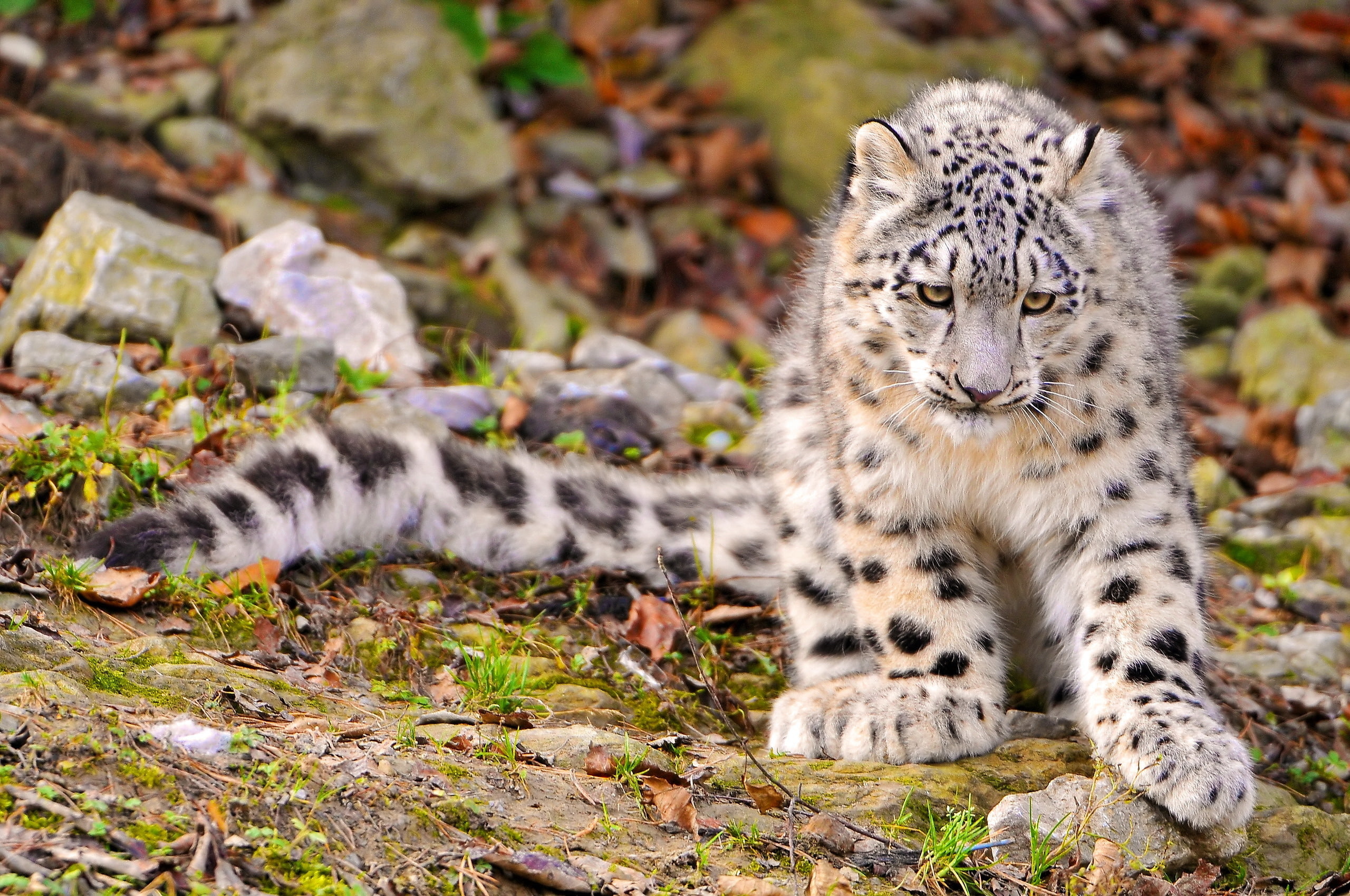 muzzle, 2K, IRBIS, snow leopard, paws, sad, kitty, fluffy, HD Wallpaper