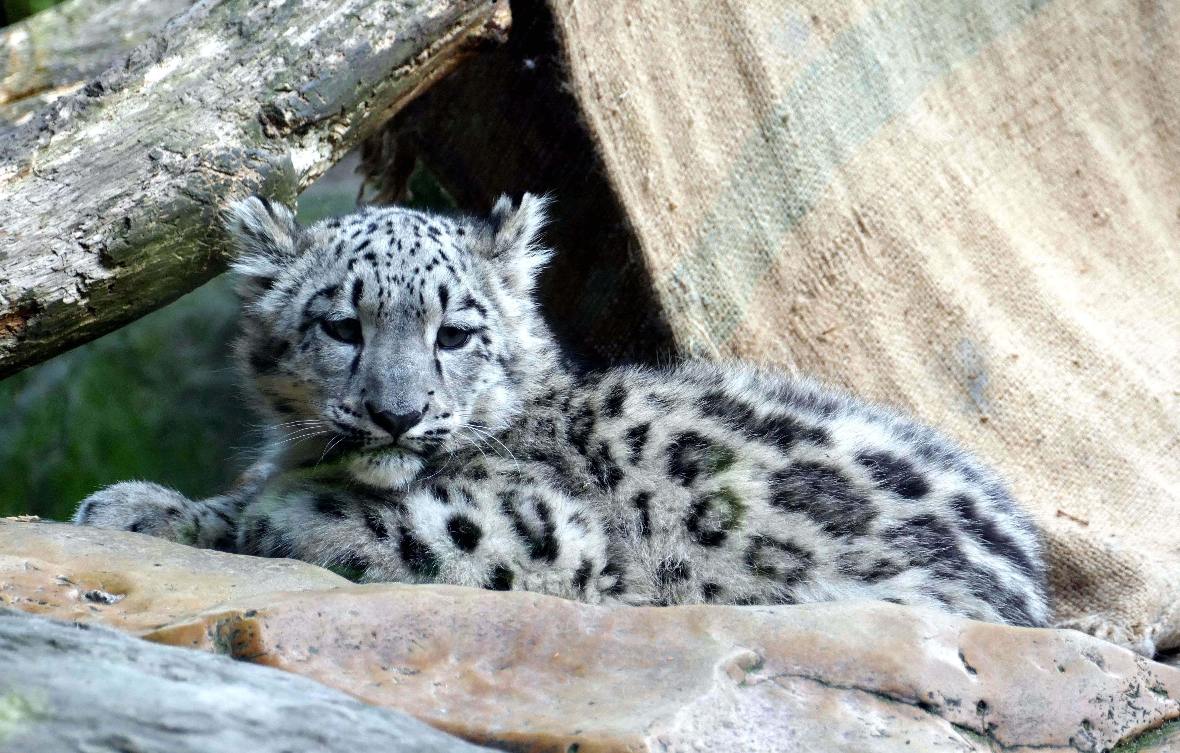 day, animal portrait, land, vertebrate, child, whisker, leopard, irbis, wildcat, animals in captivity, big cat, feline, animals in the wild, resting, 4K, HD Wallpaper