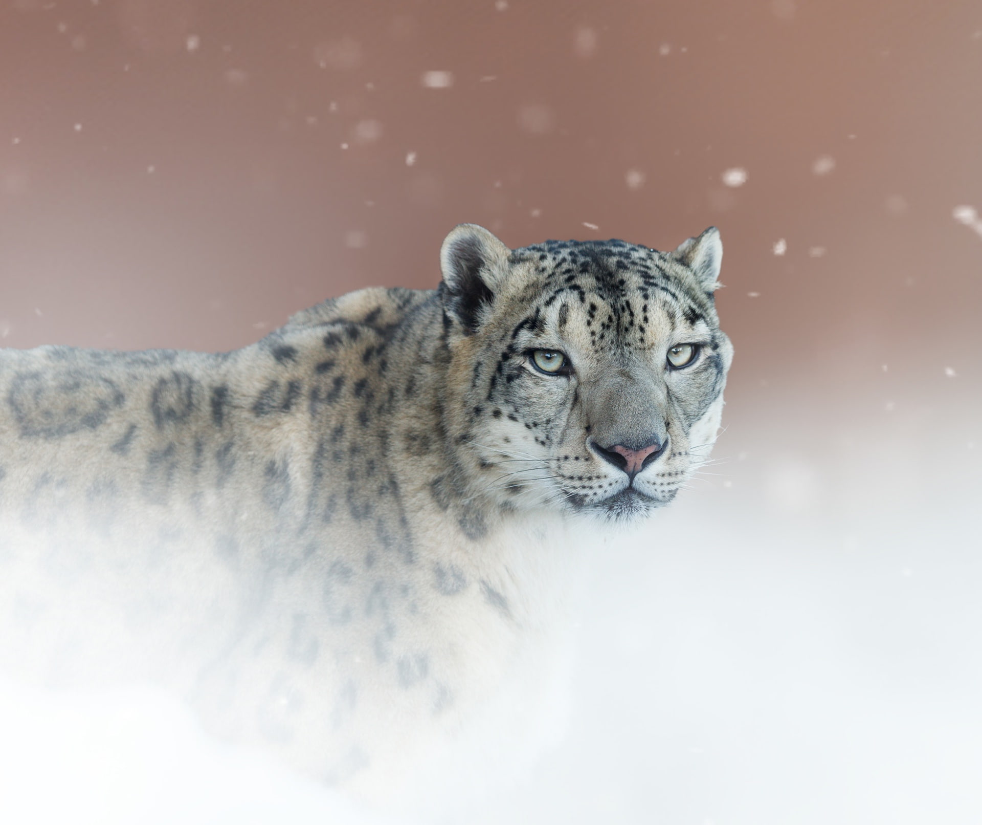 look, portrait, Snow leopard, 1080P, wild cat, background, IRBIS, HD Wallpaper