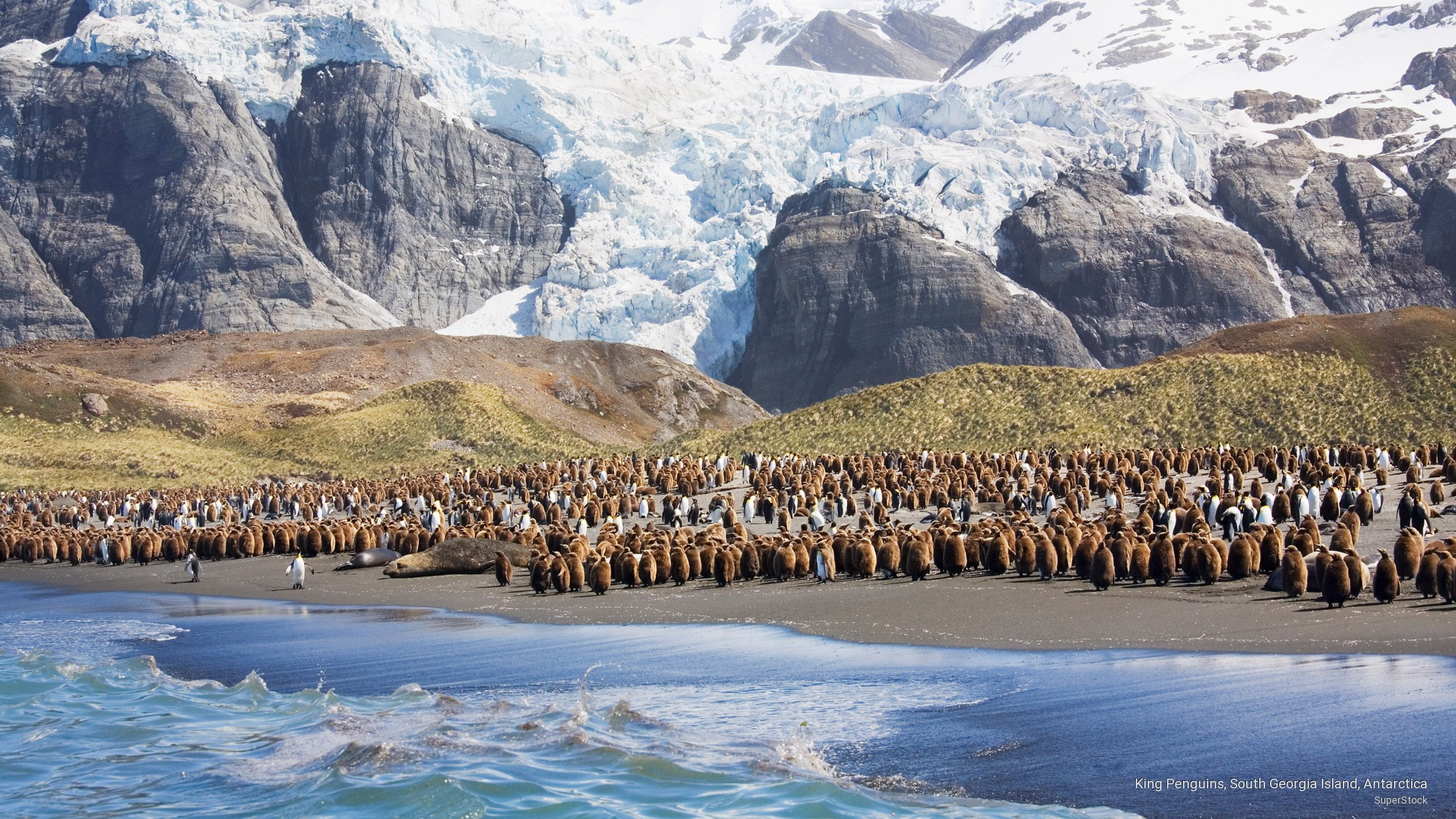 georgia, penguins, Birds, antarctica, south, 2K, island, king, HD Wallpaper