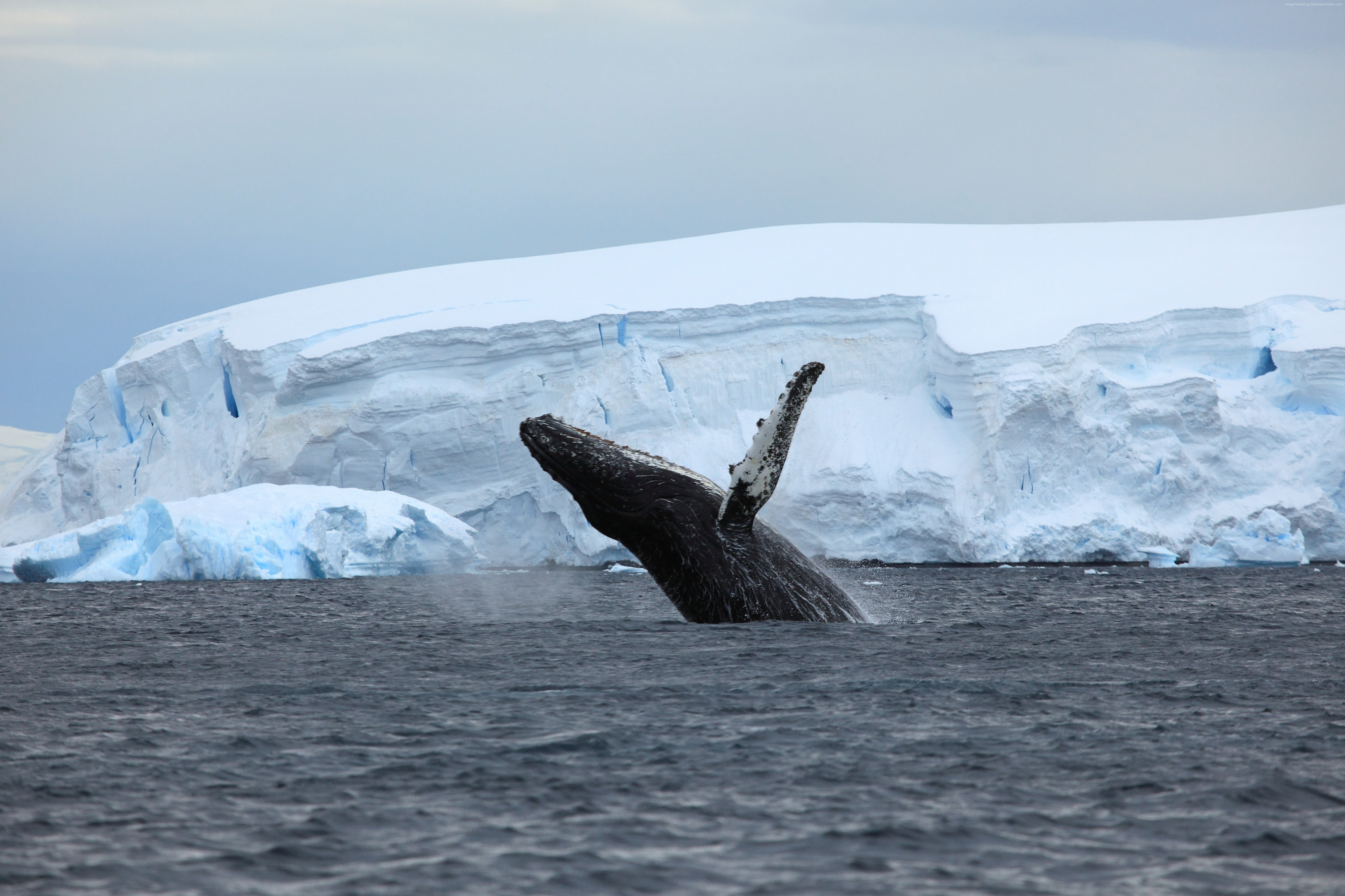 water, outdoors, motion, snow, whale, nature, Antarctica, sea, ice, cold temperature, 5K, animals in the wild, ocean, underwater, mammal, day, 4k, animal, HD Wallpaper