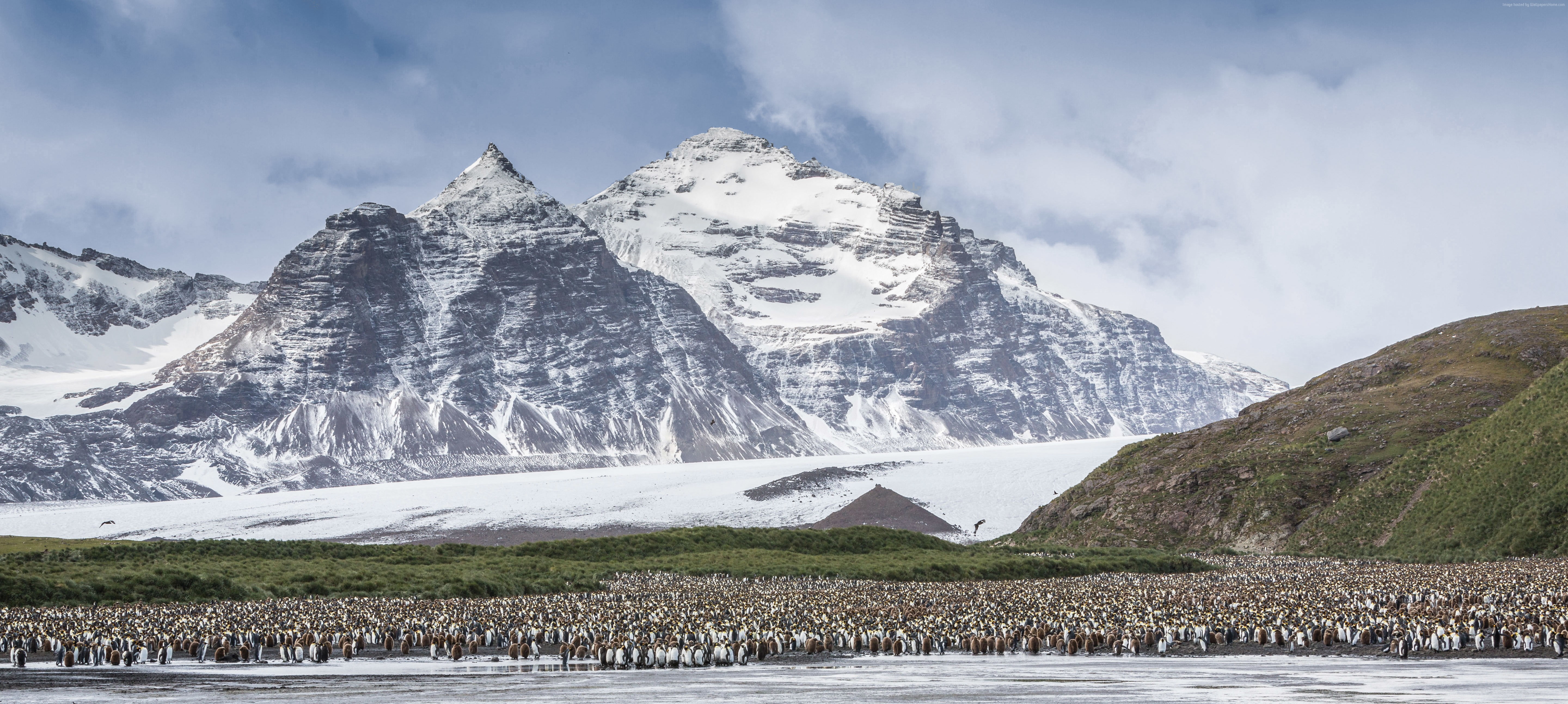 5k, 5K, penguins, mountains, Antarctica, HD Wallpaper