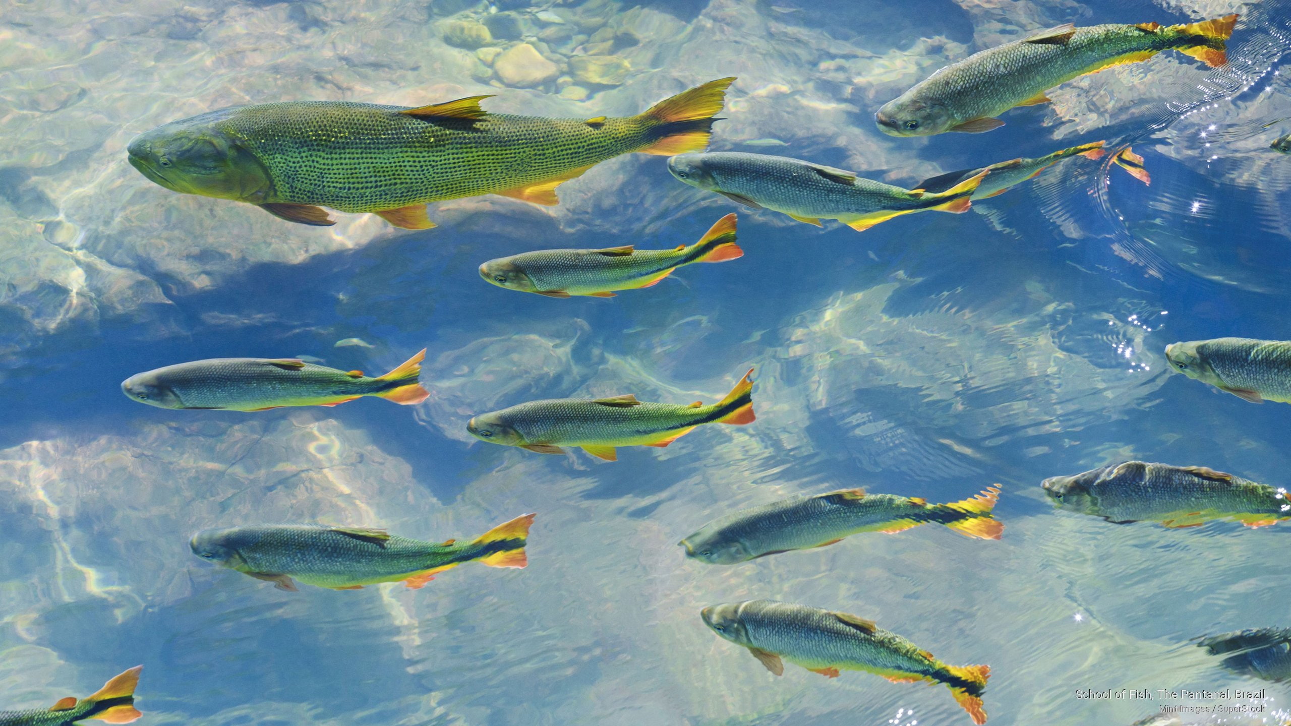 brazil, school, pantanal, South America, 2K, fish, HD Wallpaper