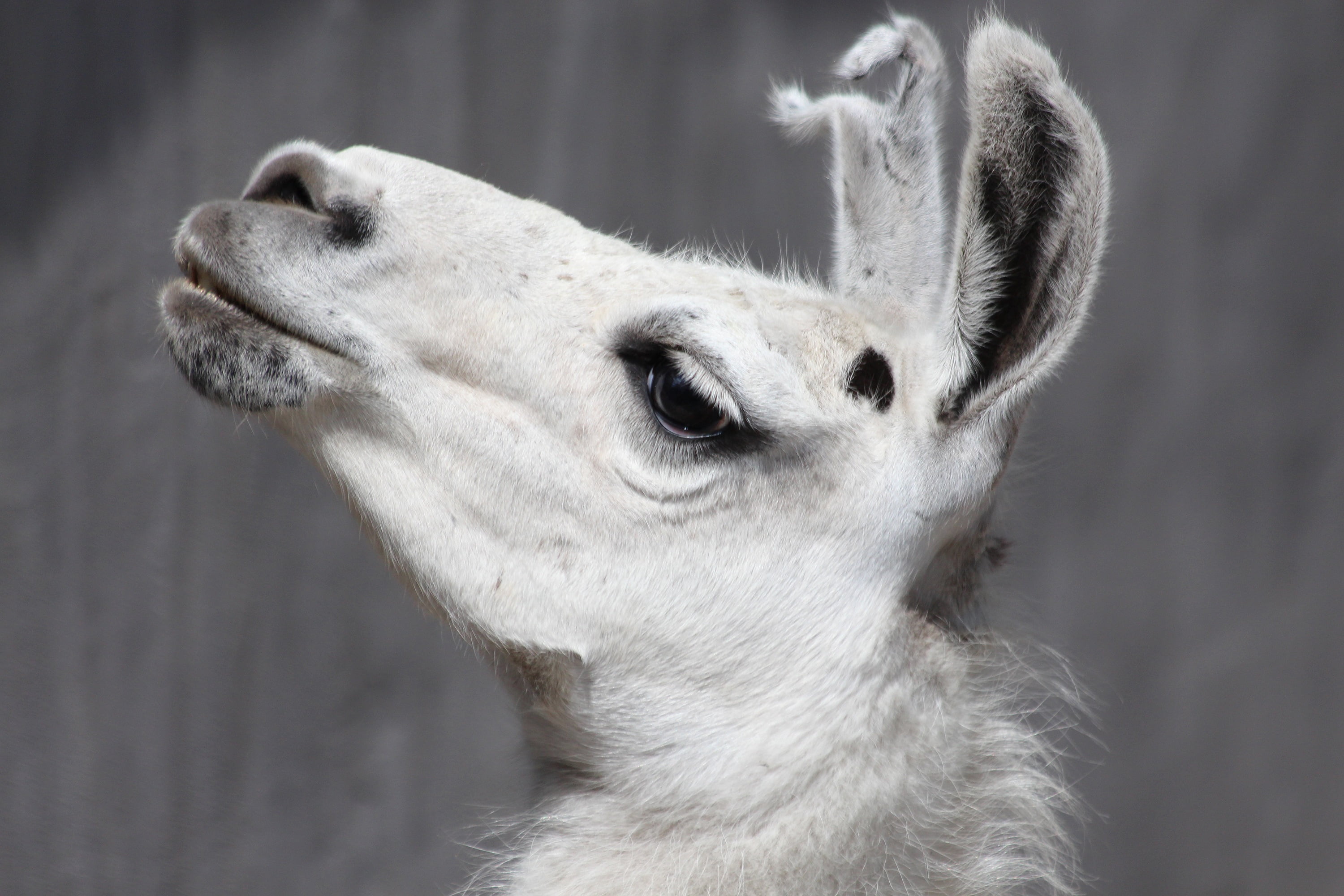 animal head, livestock, profile view, animal themes, 2K, domestic, vertebrate, one animal, pets, animal ear, animal, whisker, looking, close-up, herbivorous, HD Wallpaper
