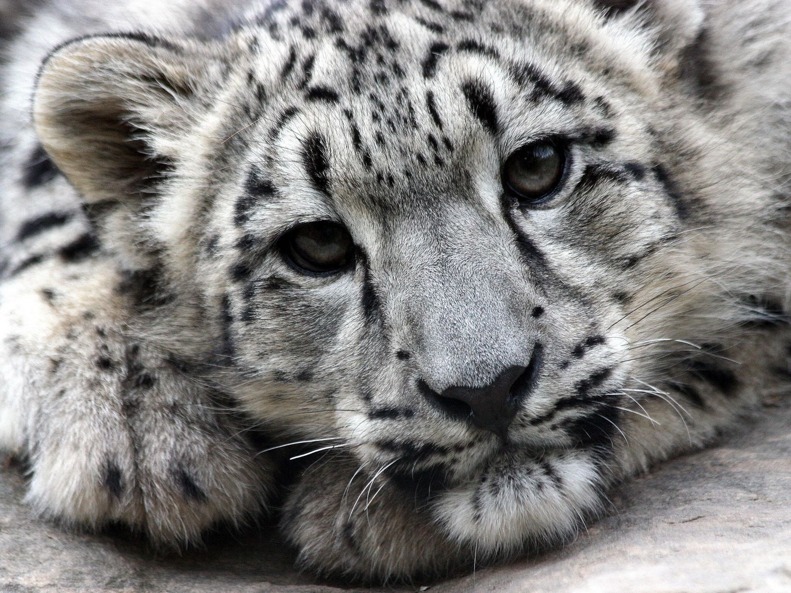 720P, face, Snow Leopard, predator, IRBIS, HD Wallpaper