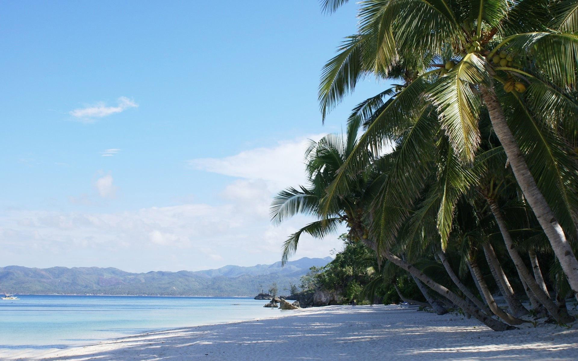 sand, 1080P, trees, tree, ocean, coconut, beaches, along, near, palm, beach, 1920x1200, coast, HD Wallpaper