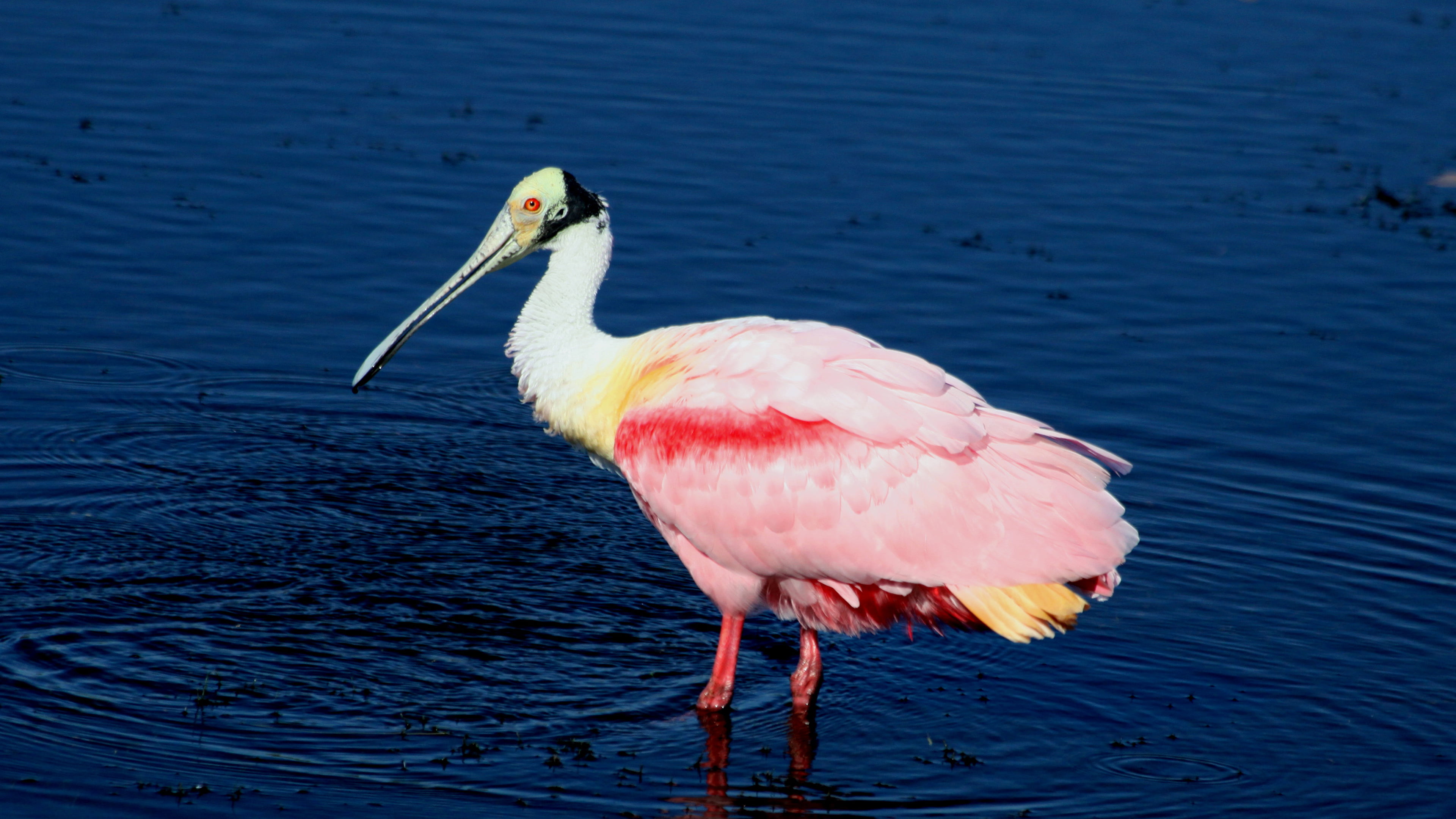 andes, roseate, gulf, nature, beak, 4K, us, central, spoonbill, animal wildlife, florida, coast, close-up, pink color, bird, waterfront, shores, east, HD Wallpaper