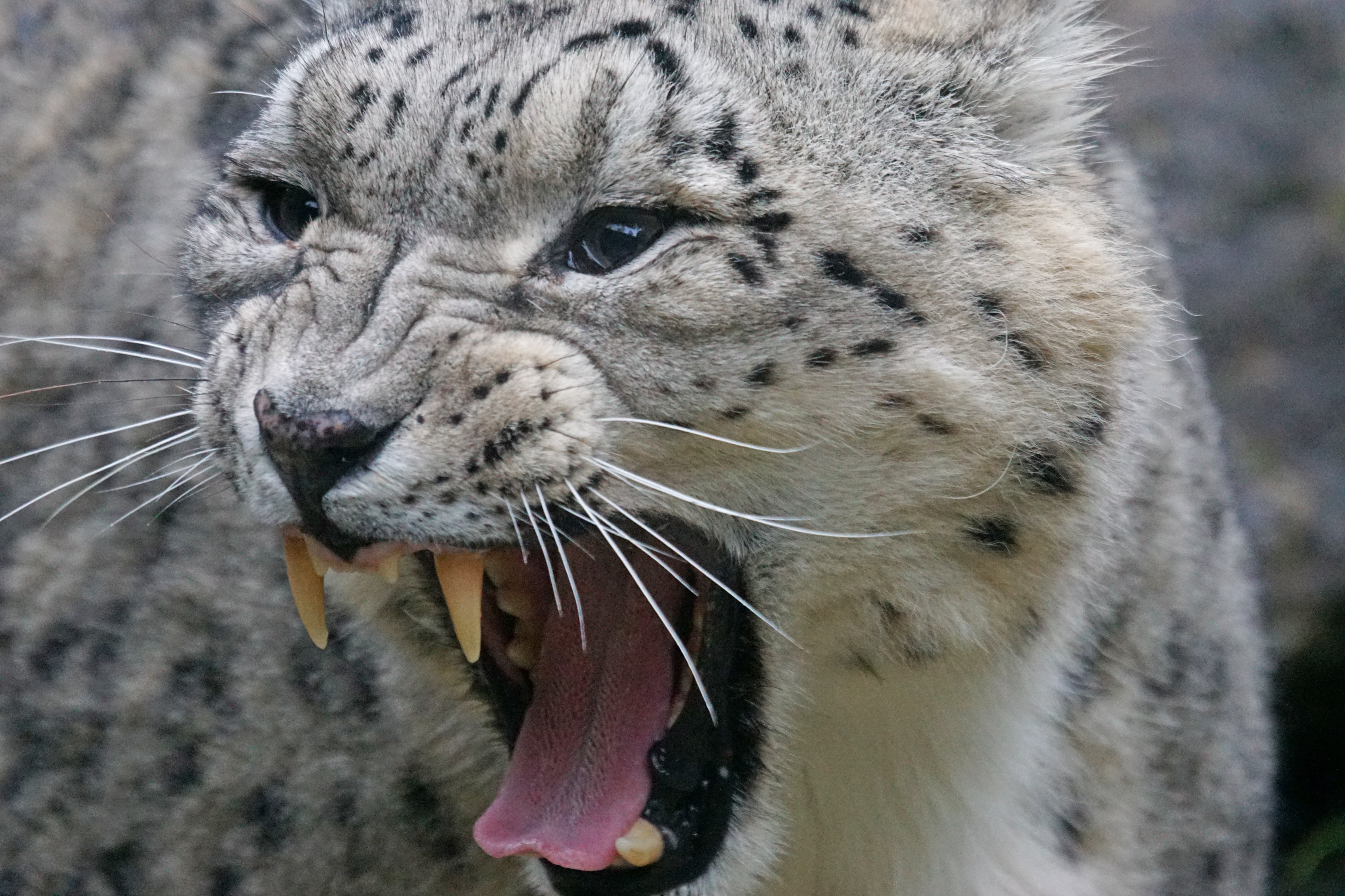 mouth open, irbis, whisker, snow leopard, aggression, noble, leopard, stains, no people, carnivora, mouth, close-up, animal body part, animal world, close, HD Wallpaper