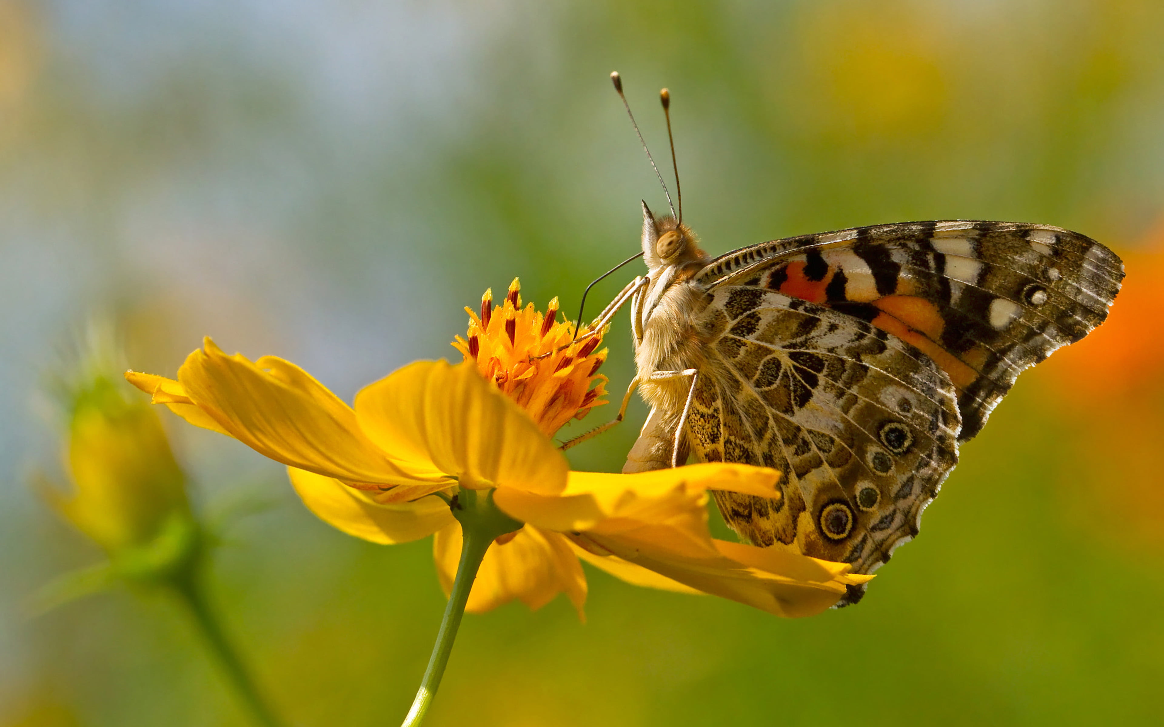 phones, beauty in nature, junonia, animal wing, mobile, vulnerability, america, pollen, bergi, endemic, animals in the wild, 4K, close-up, yellow, no people, HD Wallpaper