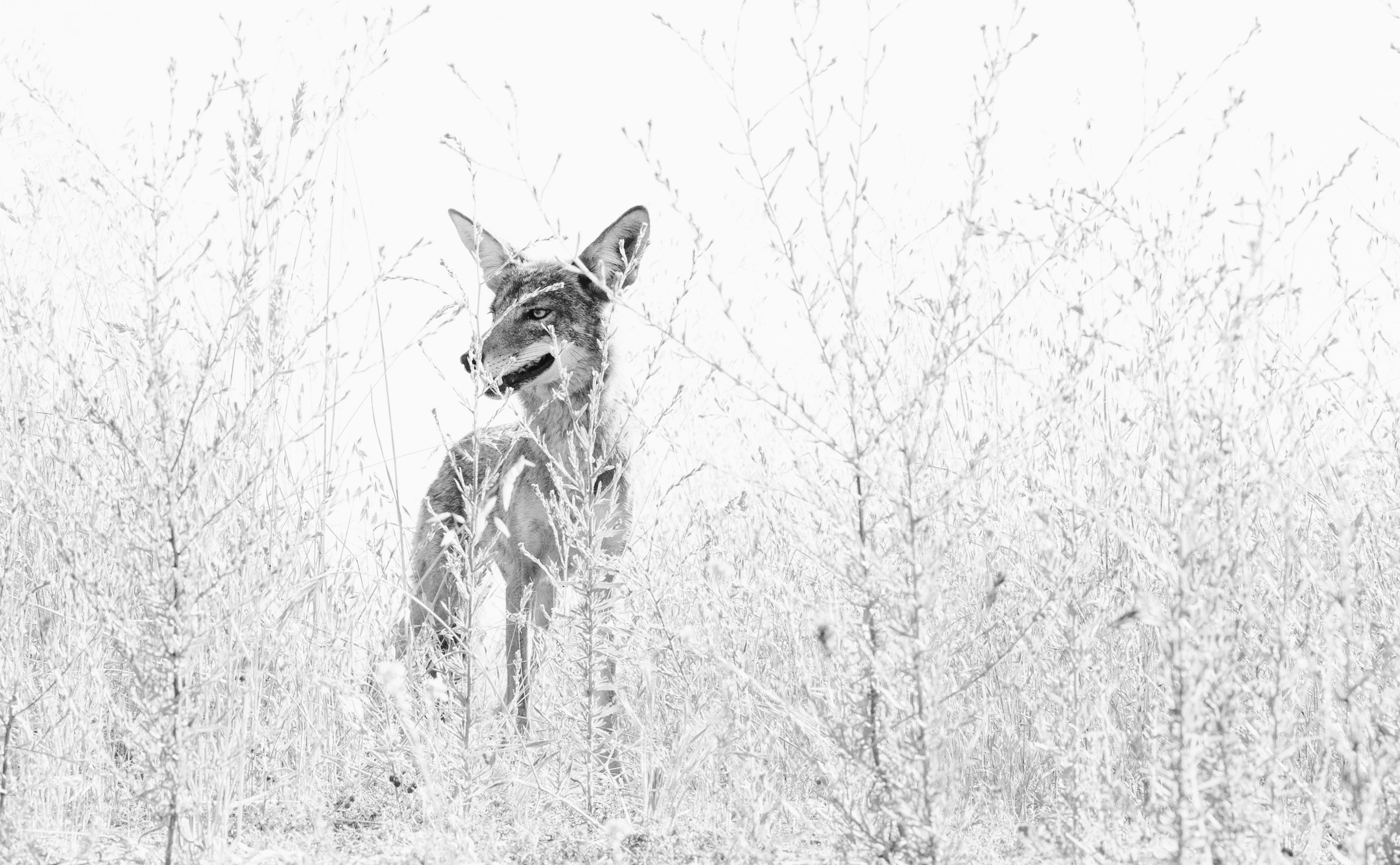 hollywoodunited, no people, unitedstates, white, California, winter, tree, outdoors, canine, Coyote, dog, pets, photography, losangeles, faded, Wild, blackandwhite, HD Wallpaper