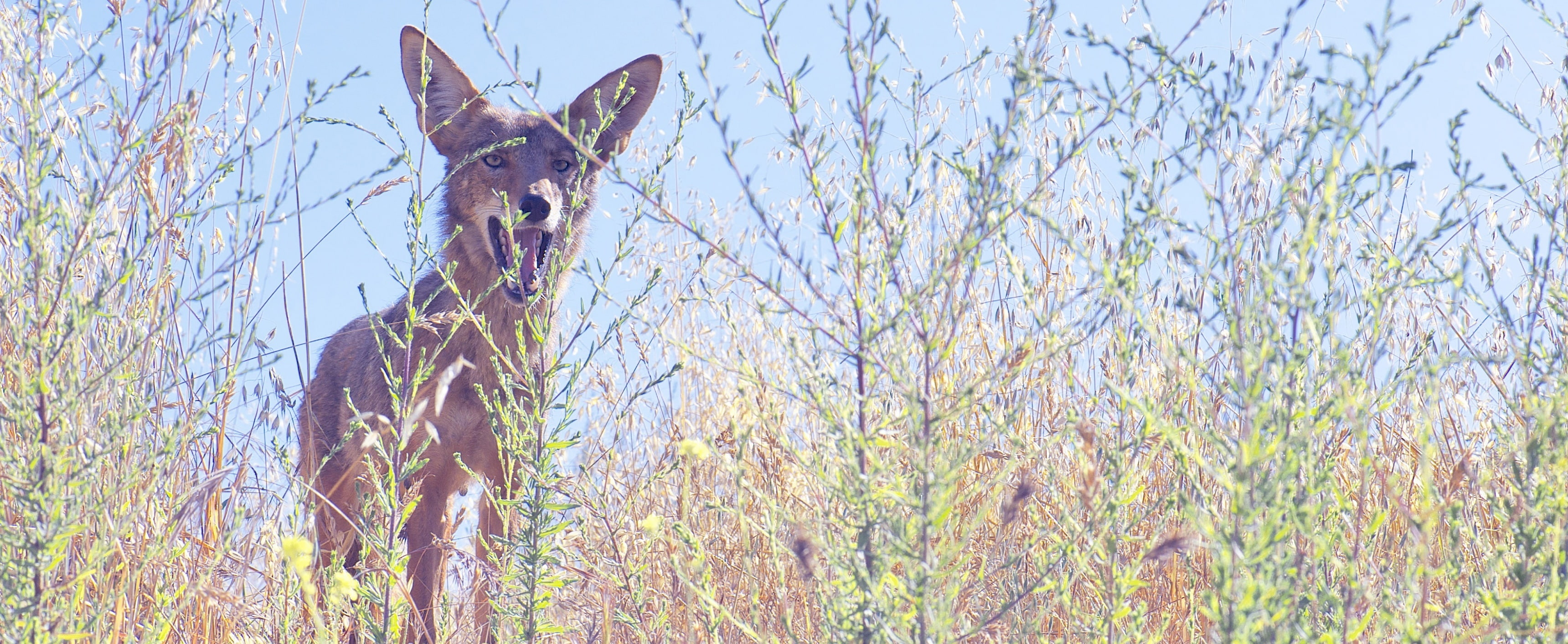 los, Coyote, unitedstates, northamerica, California, hollywoodunited, wildlife, Retro, Animals, losangeles, Nature, griffith, park, Animal, griffithobservatory, HD Wallpaper
