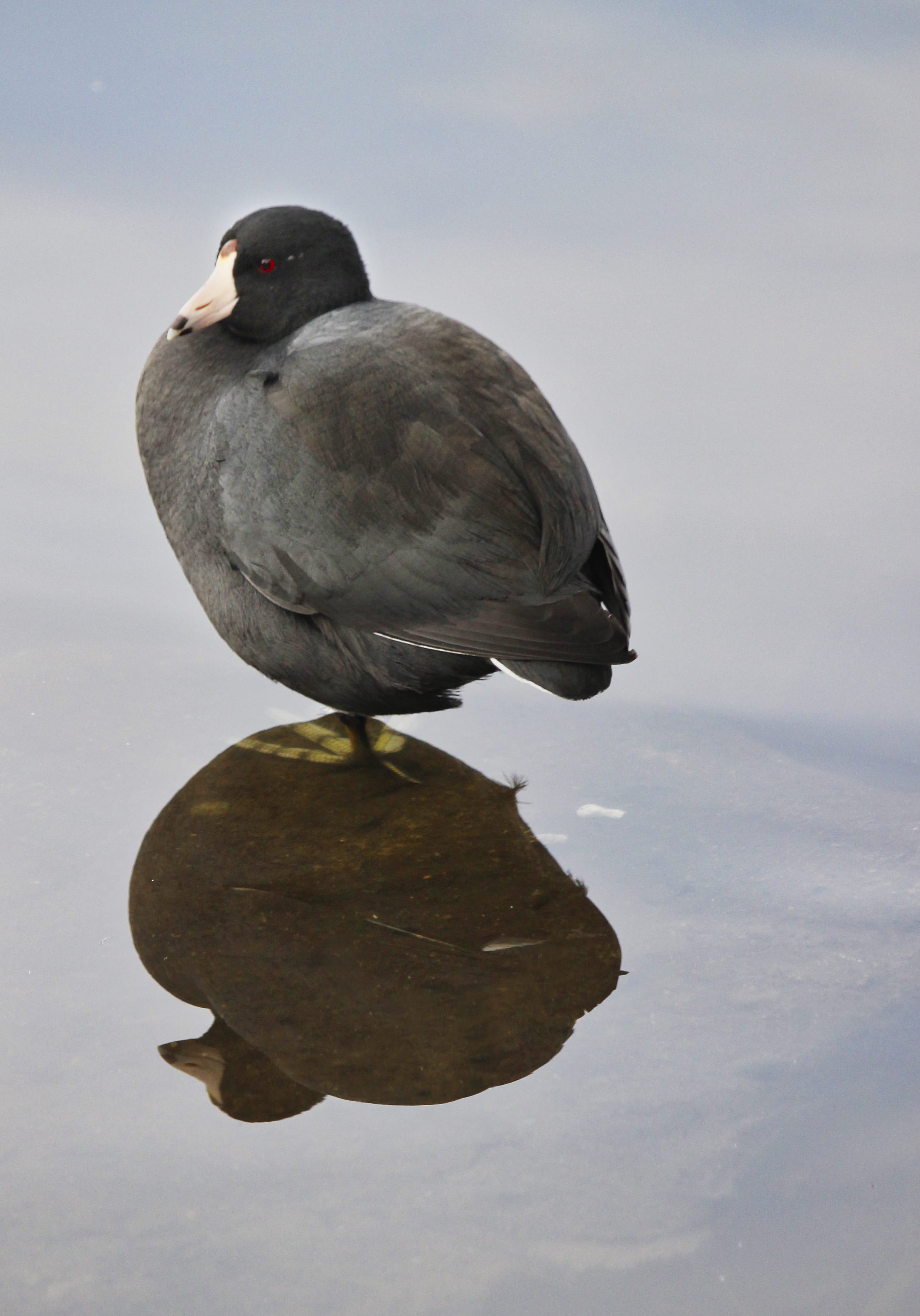 lake, perching, americancoot, northamerica, vancouver, close-up, full length, outdoors, animals in the wild, one animal, 2K, stanleypark, reflection, canada, Phone HD Wallpaper