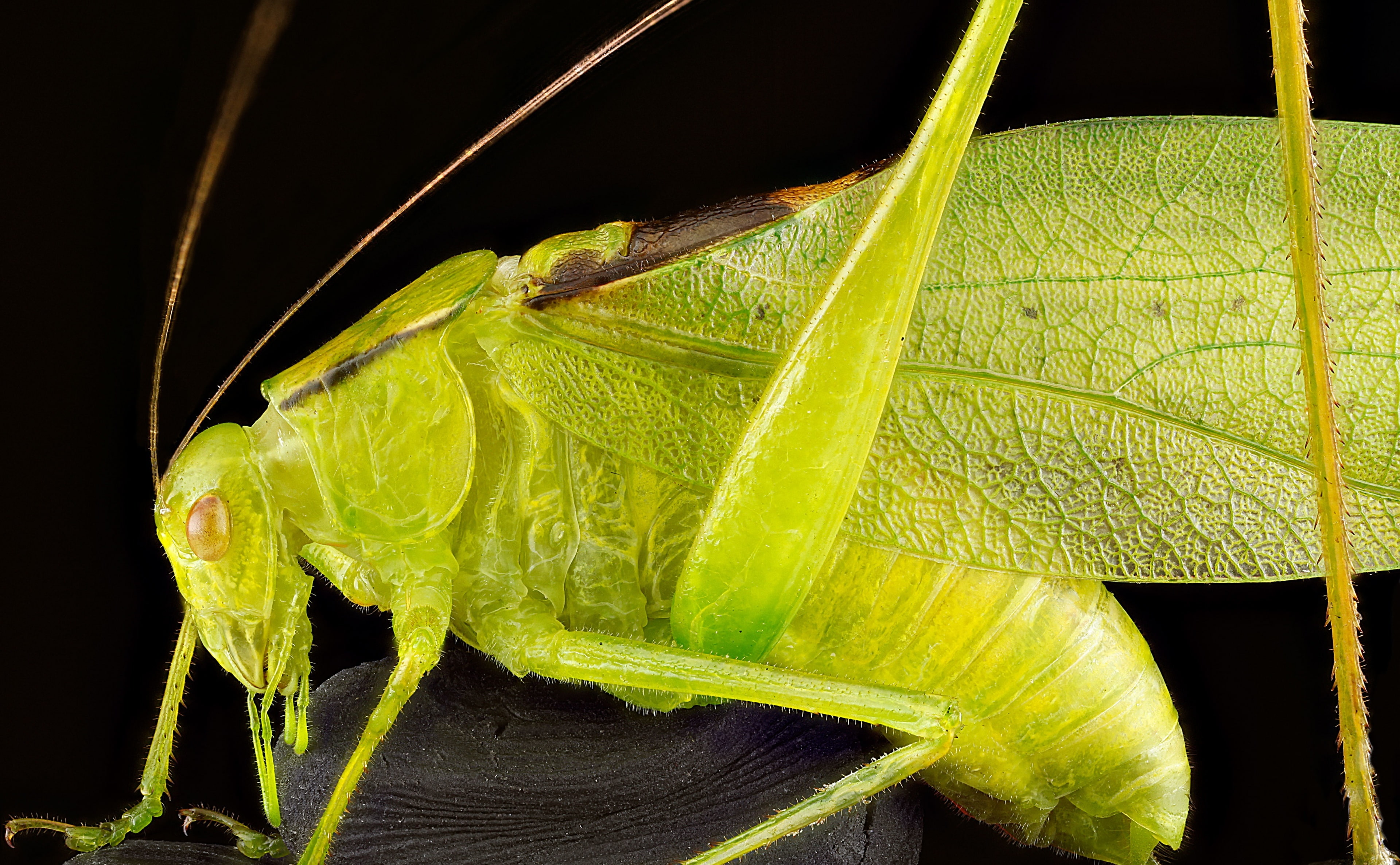 taxonomy, animal themes, close-up, animals in the wild, northamerica, 4K, uppermarlboro, Photography, Insects, green color, Green, oblong, growth, plant, HD Wallpaper