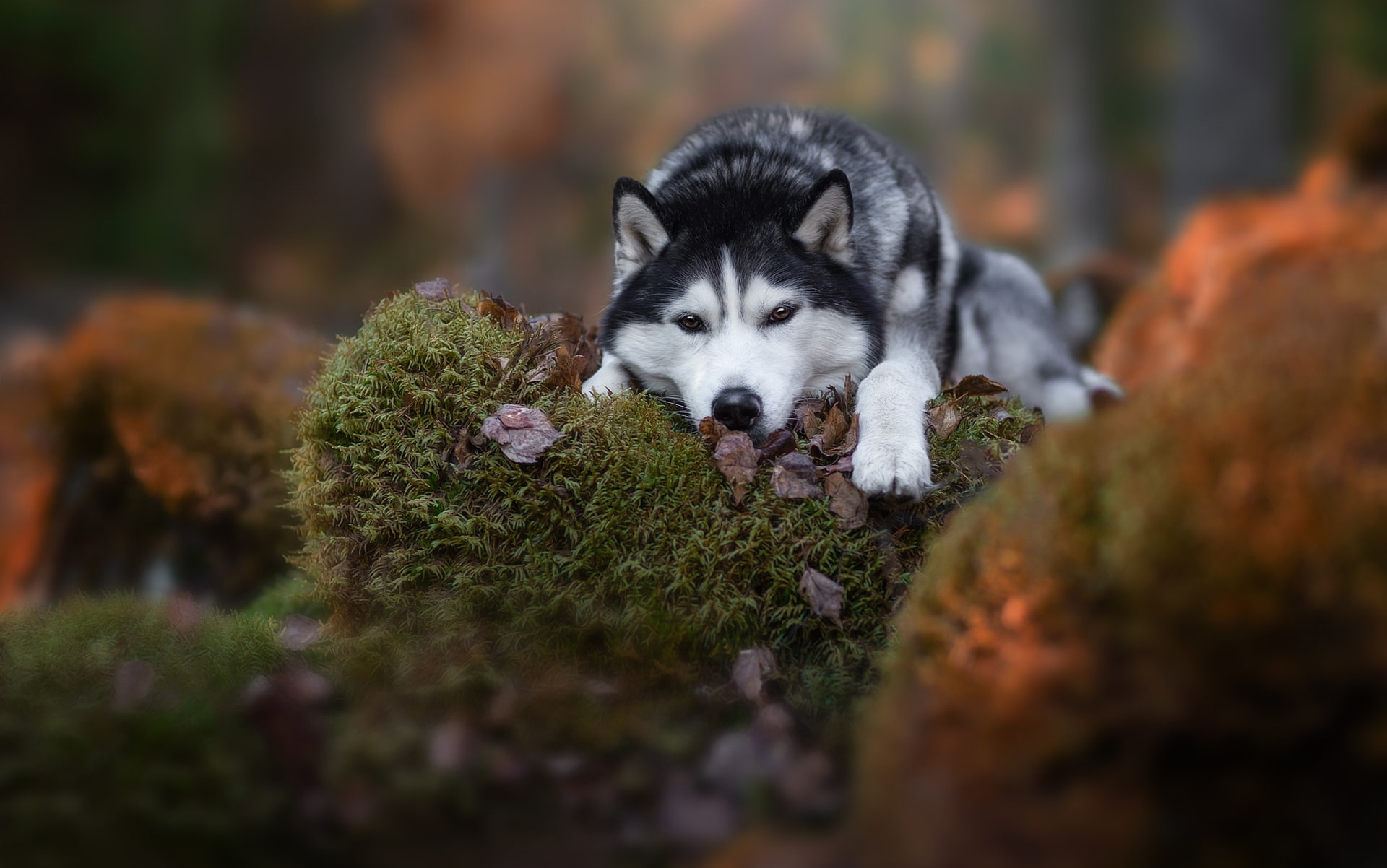 mammal, animal themes, looking at camera, selective focus, dog, animals, no people, domestic, animal, nature, wolf, 1080P, portrait, vertebrate, outdoors, HD Wallpaper
