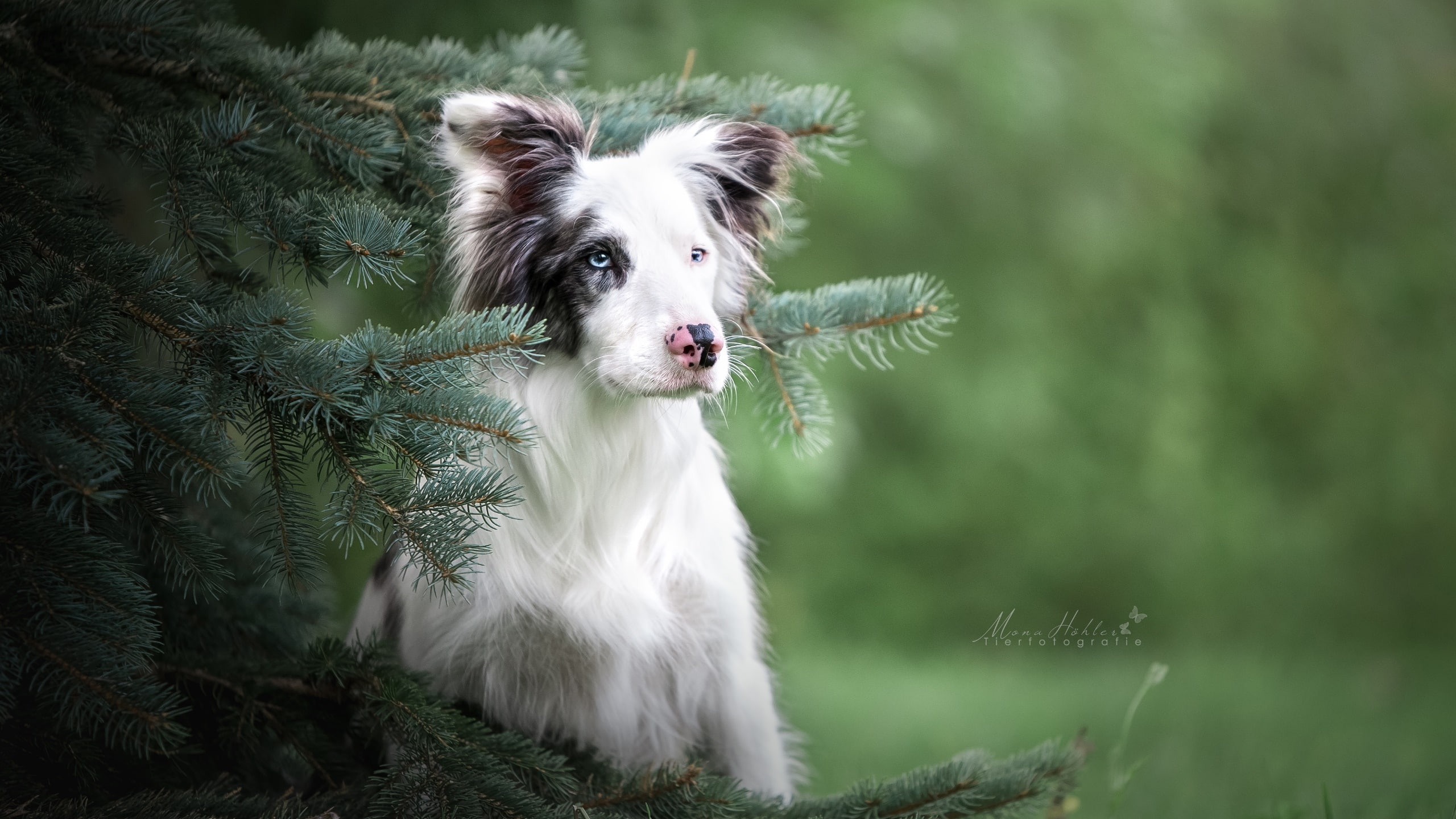 animal themes, pets, outdoors, mammal, looking at camera, 2K, animals, domestic animals, land, domestic, nature, no people, vertebrate, one animal, dog, HD Wallpaper