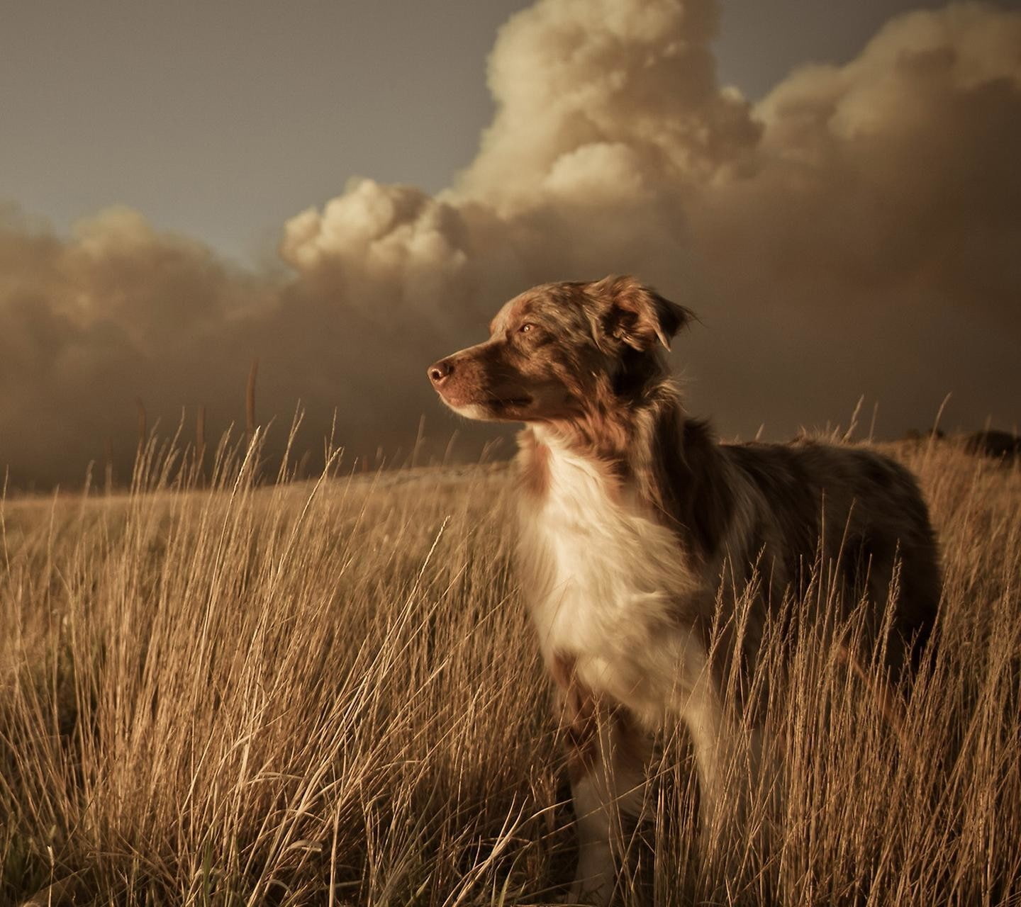 domestic animals, border collie, 720P, field, nature, pets, outdoors, one animal, dog, looking, looking away, animal, mammal, animal themes, vertebrate, HD Wallpaper
