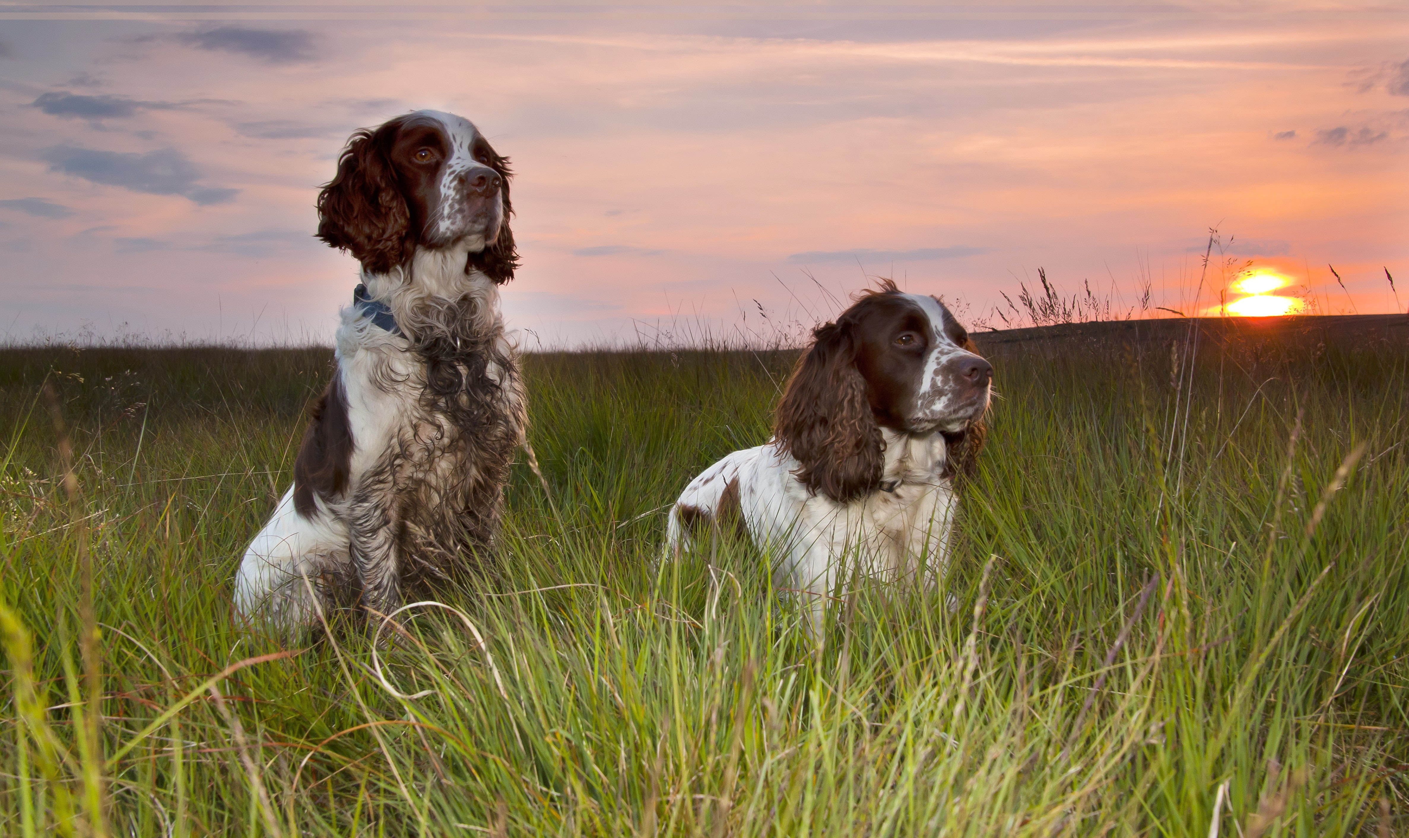 one animal, vertebrate, cloud - sky, nature, sky, canine, spaniels, dog, no people, grass, land, plant, pets, field, animal themes, border collie, domestic, HD Wallpaper