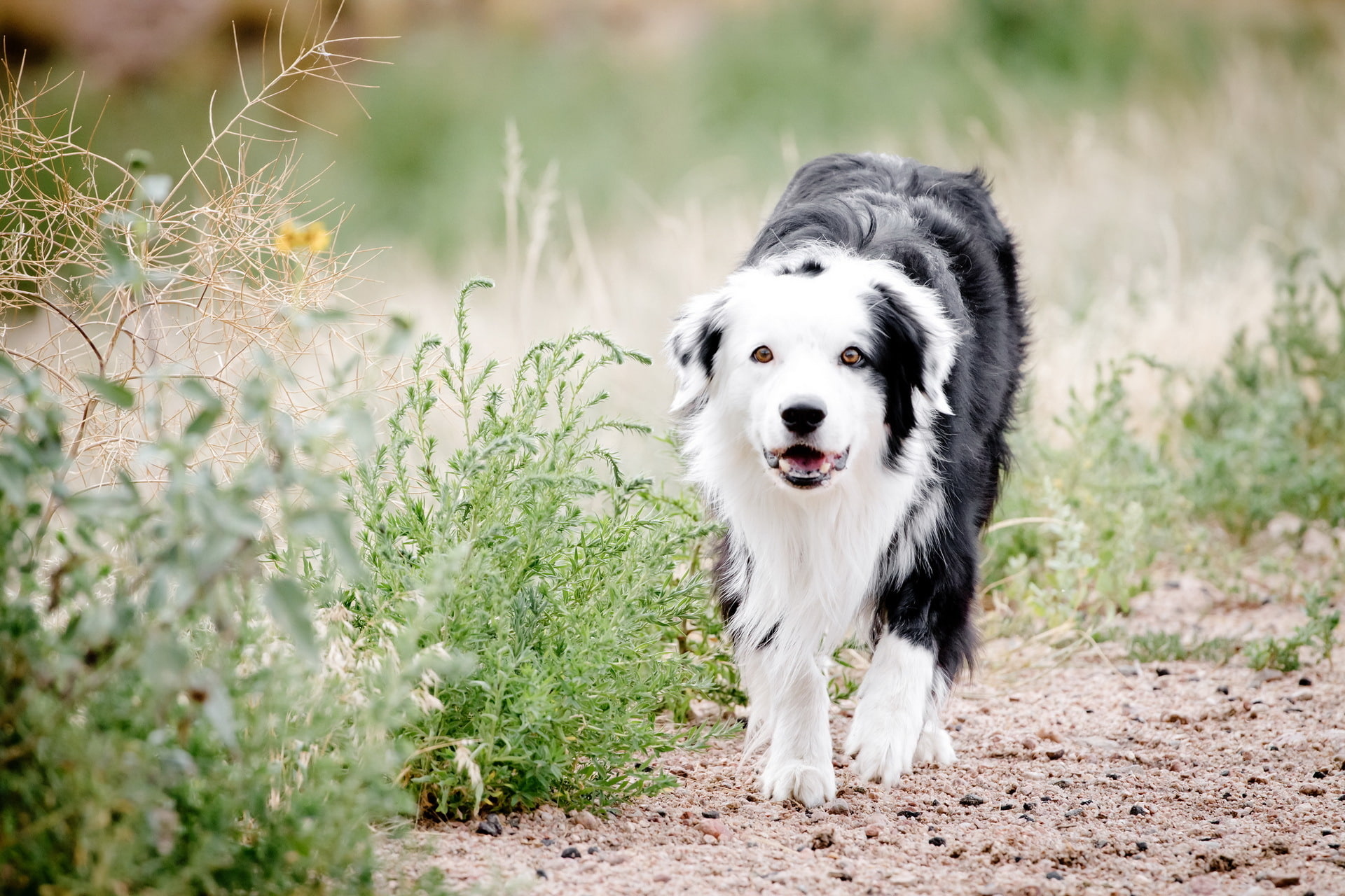 one animal, portrait, selective focus, dog, mammal, outdoors, nature, focus on foreground, no people, pets, land, plant, domestic, animals, 1080P, border collie, HD Wallpaper
