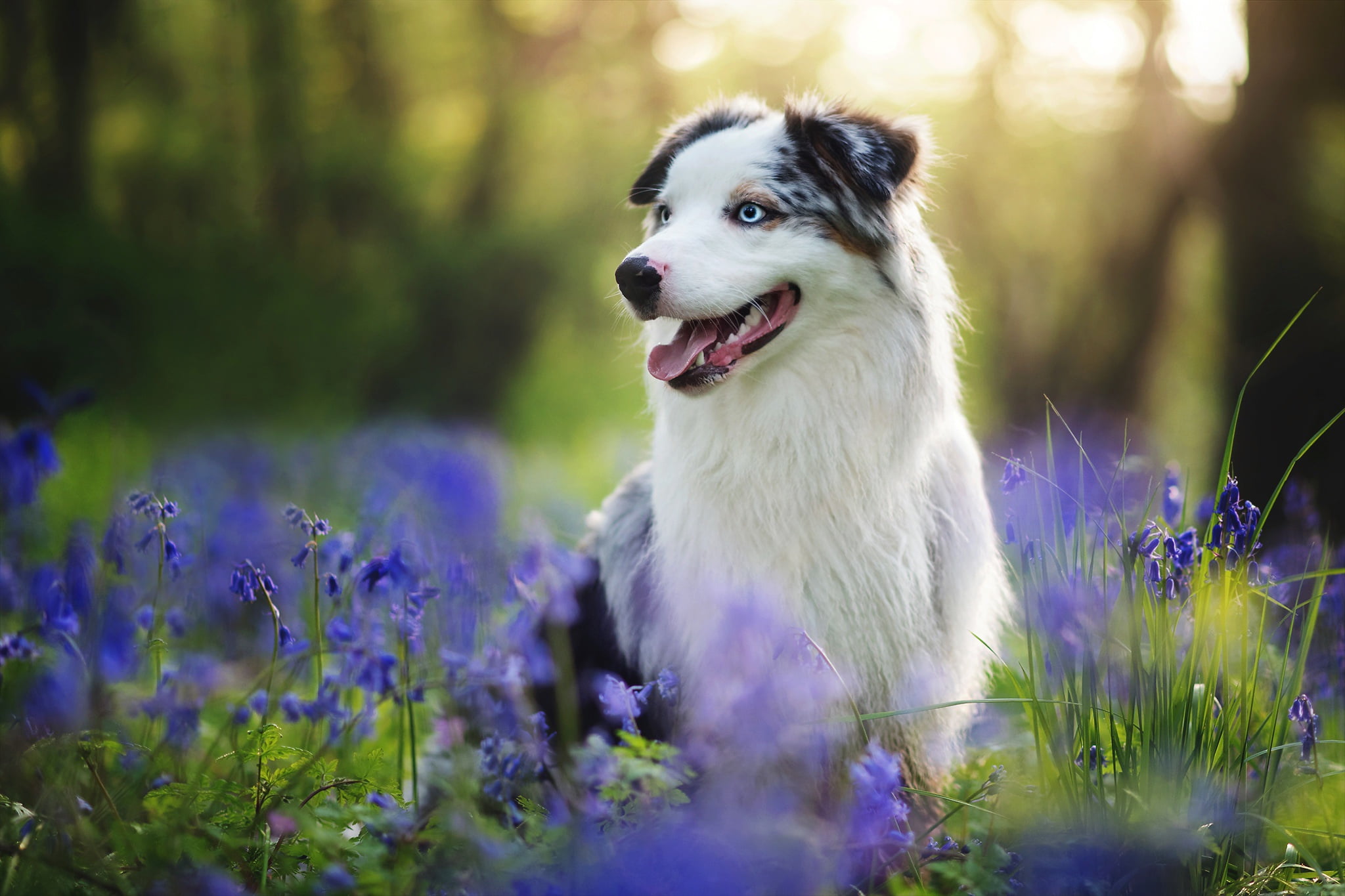 flowering plant, purple, plants, nature, domestic, looking away, 1080P, flowers, vertebrate, looking, domestic animals, land, selective focus, animal themes, HD Wallpaper