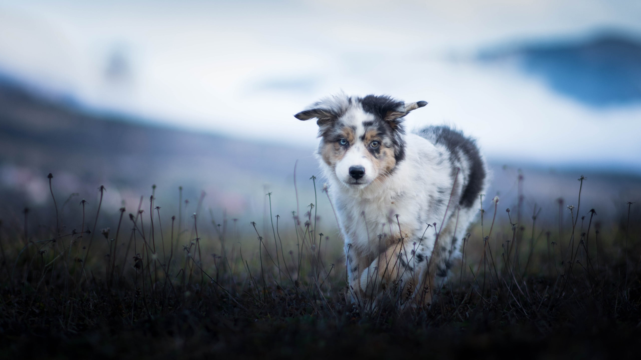 day, mammal, canine, 2K, selective focus, animal themes, nature, vertebrate, land, animal, animals, no people, portrait, domestic animals, looking at camera, HD Wallpaper