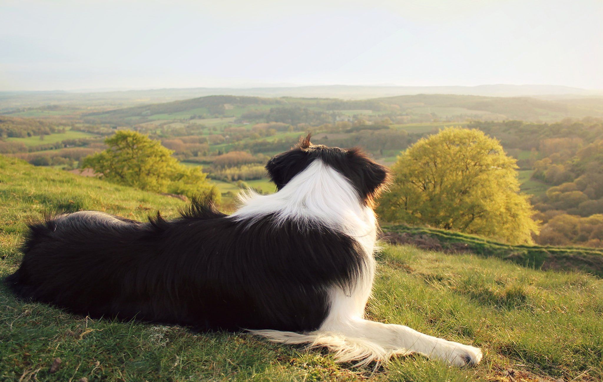 sky, animals, green color, animal themes, grass, land, vertebrate, domestic animals, pets, border collie, day, no people, domestic, mammal, 1080P, herbivorous, HD Wallpaper