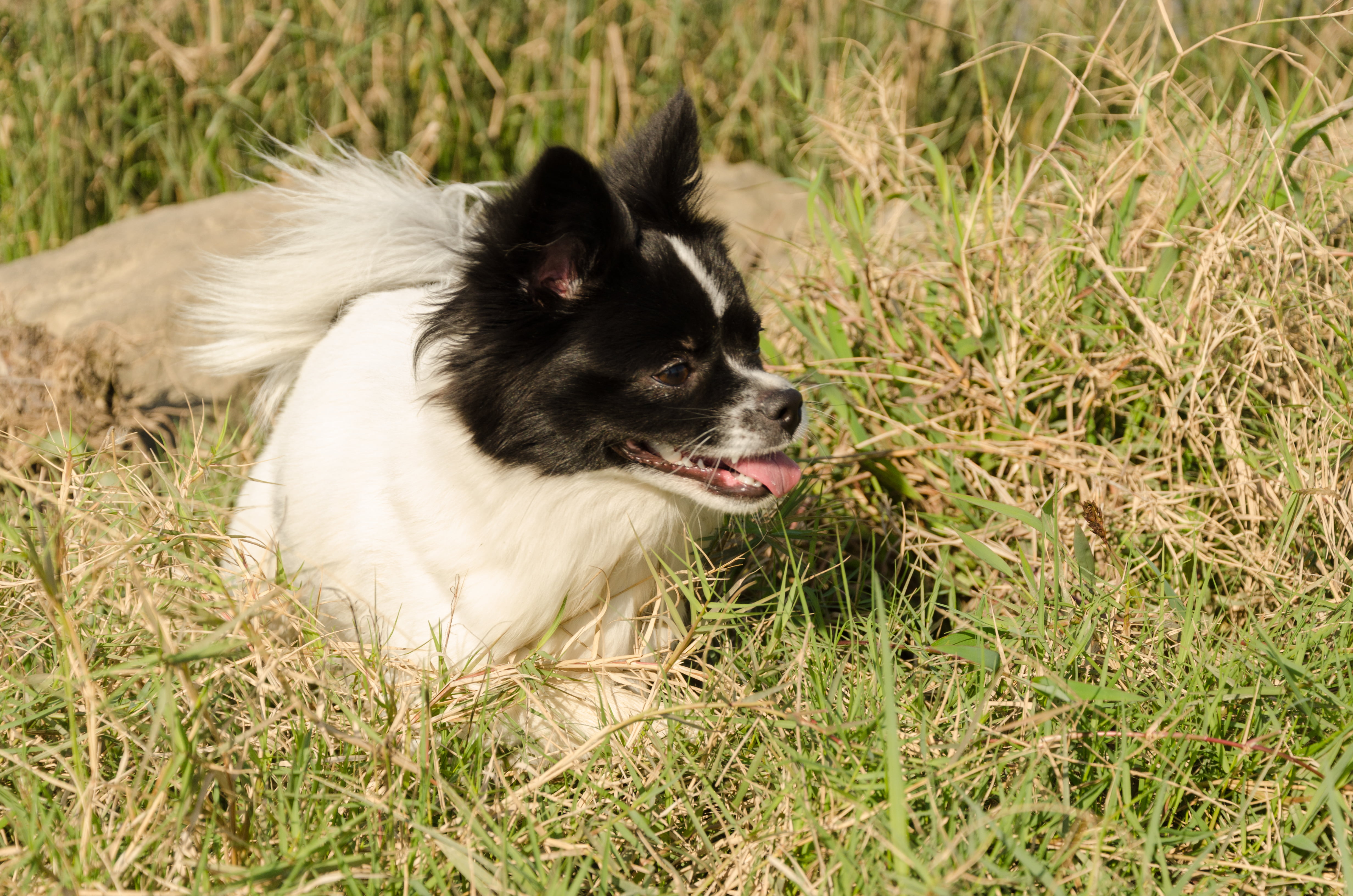 land, pets, one animal, plant, domestic animals, dog, animal head, vertebrate, animal themes, field, mammal, grass, green color, canine, no people, outdoors, HD Wallpaper