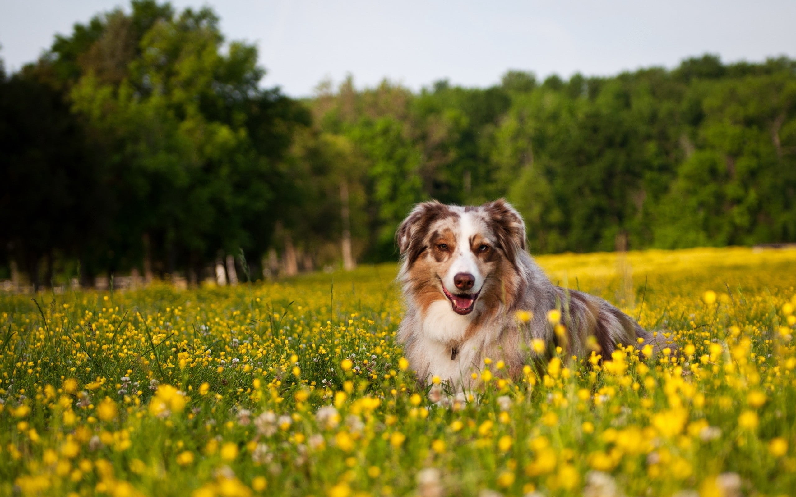 cheerful, nature, border Collie, meadow, collie, obedience, young Animal, field, animal, merle, flower, pets, flowering plant, one Animal, mammal, day, HD Wallpaper