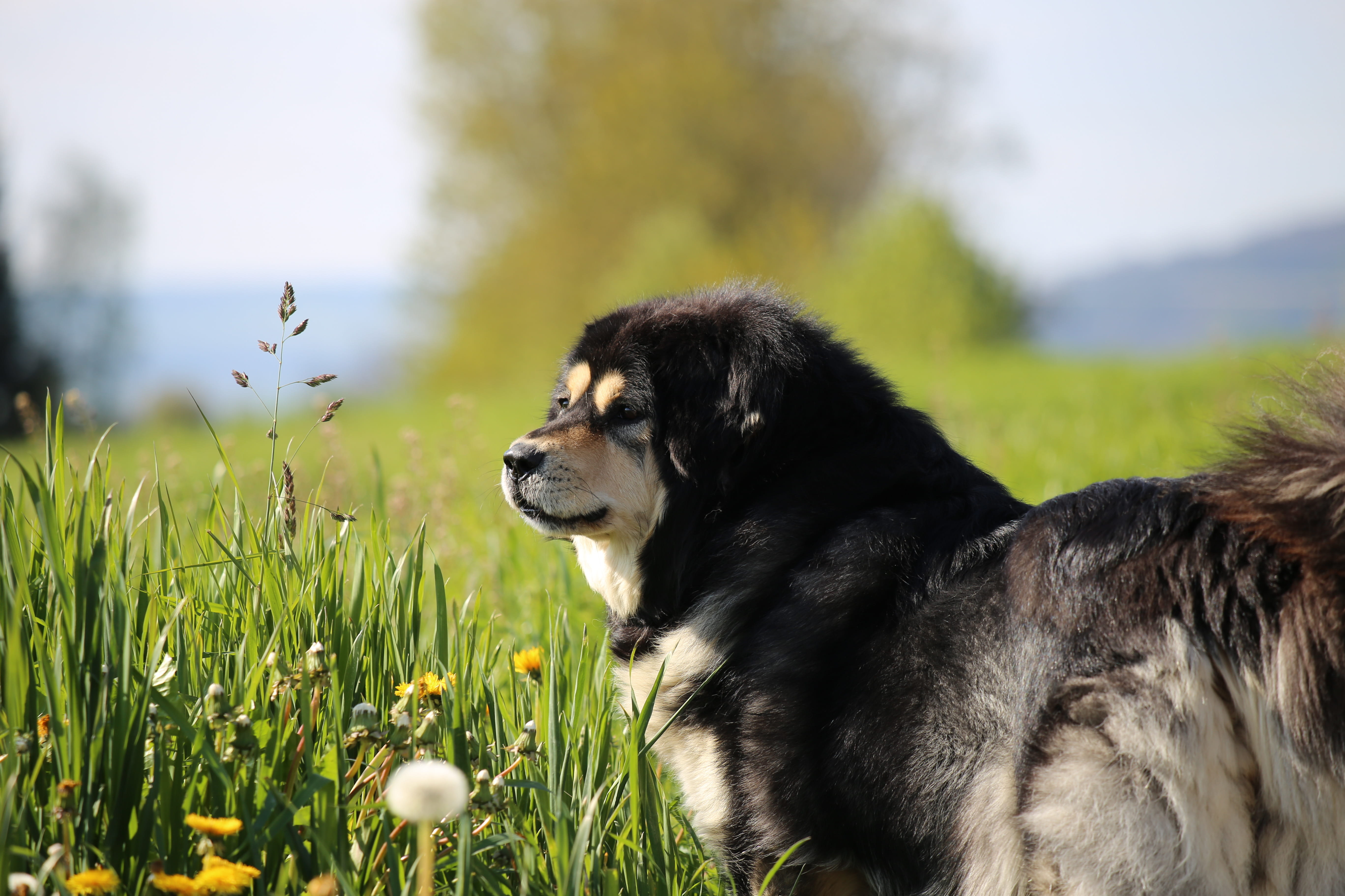 animal, tibetan mastiff, switzerland, nature, animal themes, 5K, dog, animal head, weinfelden, plant, looking away, one animal, grass, canine, pets, border collie, HD Wallpaper