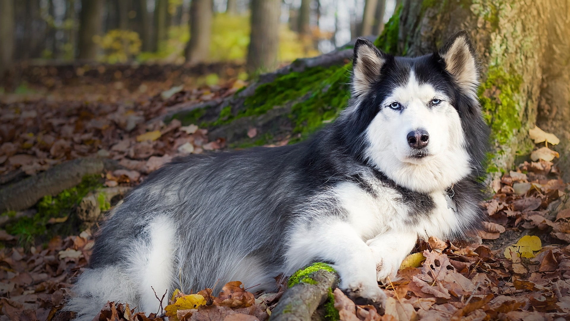tree, land, domestic, looking at camera, border collie, dog, grass, domestic Animals, plant part, down, beautiful, pets, friendship, summer, portrait, autumn, HD Wallpaper
