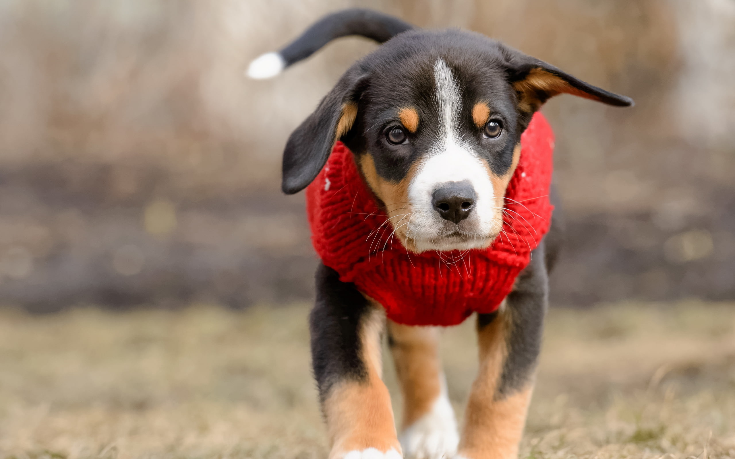 mammal, puppy, portrait, domestic animals, dog, pets, border collie, domestic, 2K, vertebrate, running, land, one animal, young animal, front view, day, HD Wallpaper