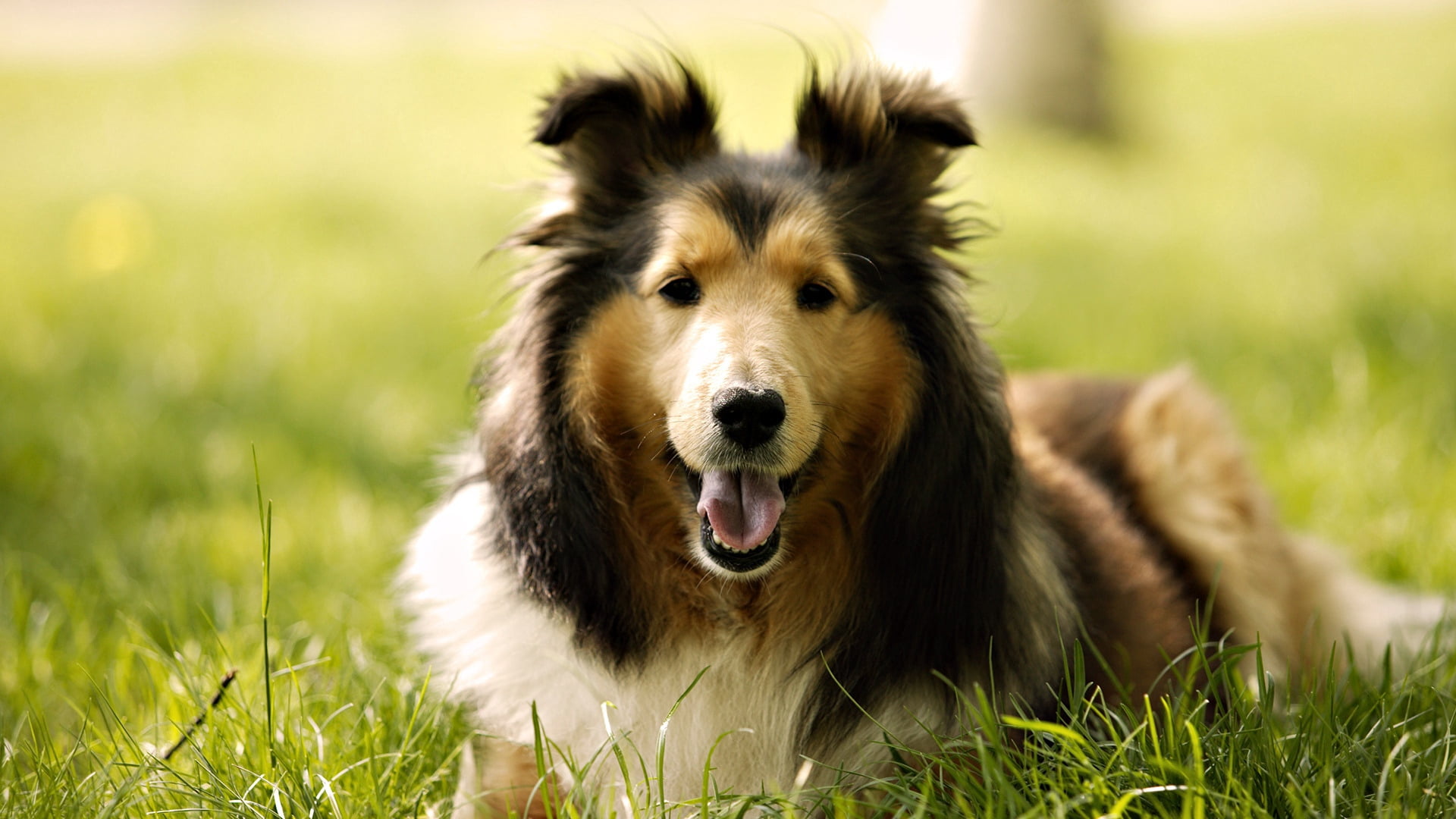 friendship, animal head, brown, green Color, one Animal, dogs, mouth open, fluffy, animal themes, nature, collie, canine, 1080P, park - Man Made Space, HD Wallpaper