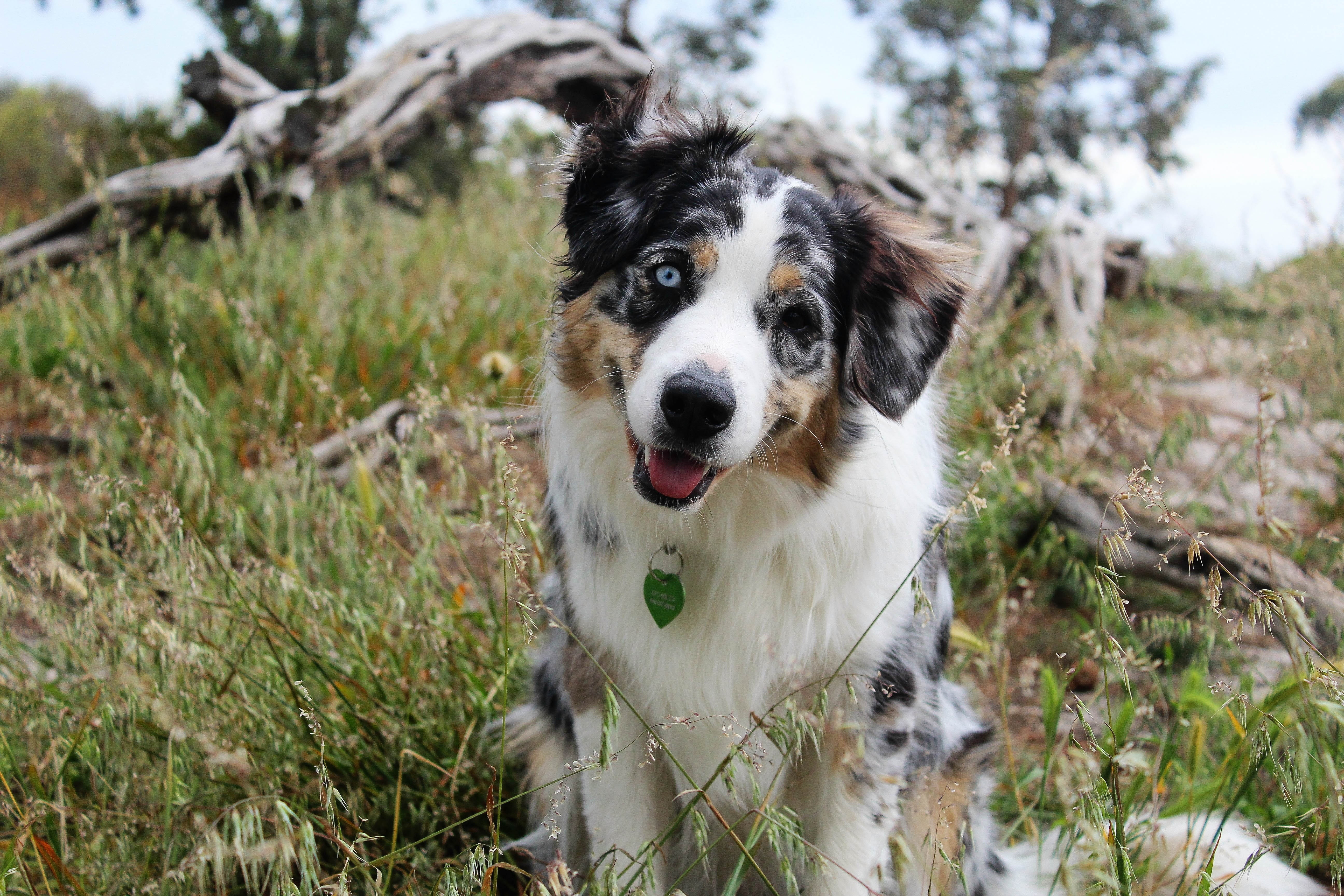 border collie, outdoors, cute, shepherd, headtilt, daytime, day, puppy, one animal, canine, vertebrate, land, field, wood, outdoor, 5K, spring, mouth open, HD Wallpaper