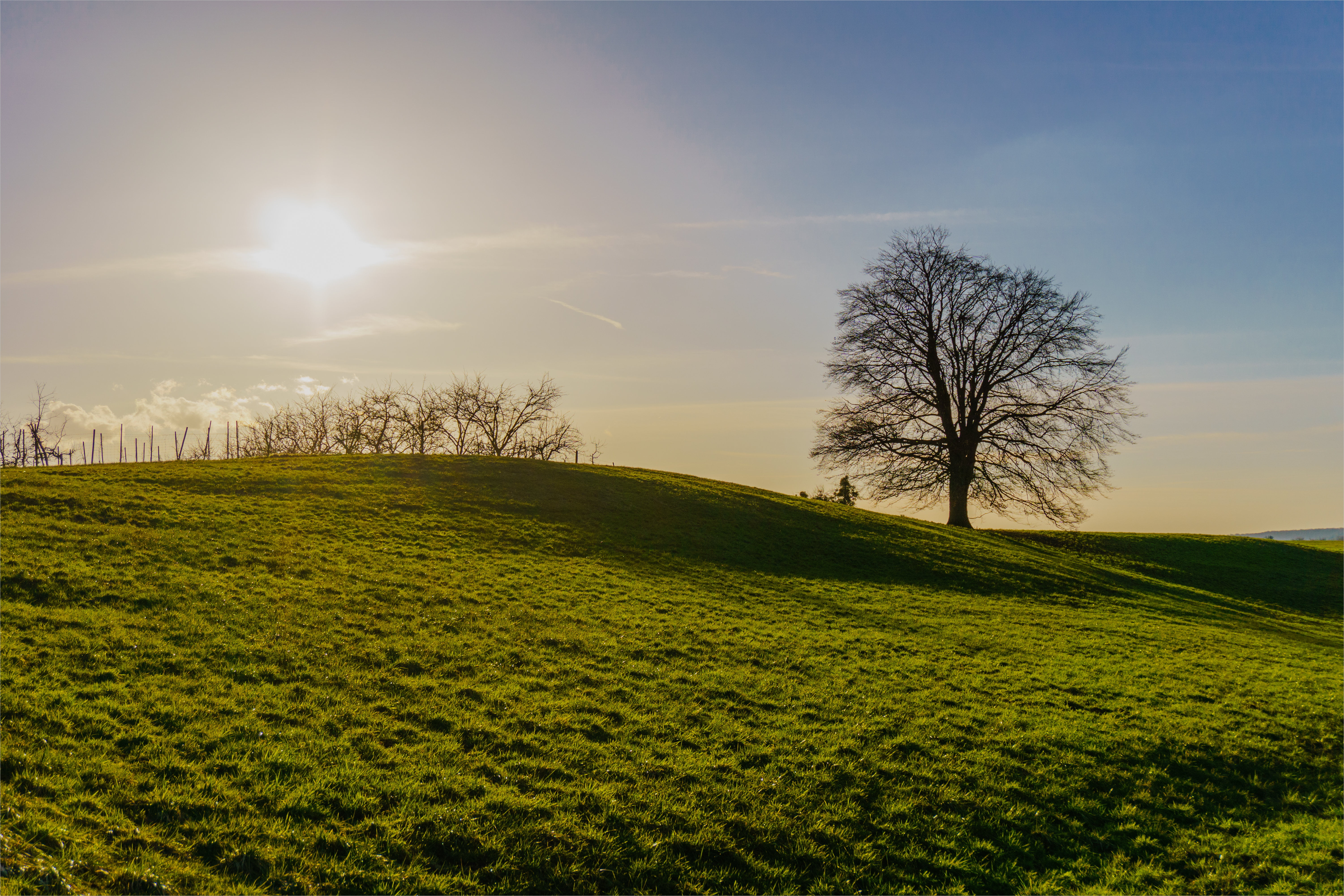 field, 5K, sunset  tree, trees, sunset, grasses, Explore, Baum, green, outdoors, Weinberg, grass, nature, landscape, Beyond the Horizon, vineyard, sky, HD Wallpaper
