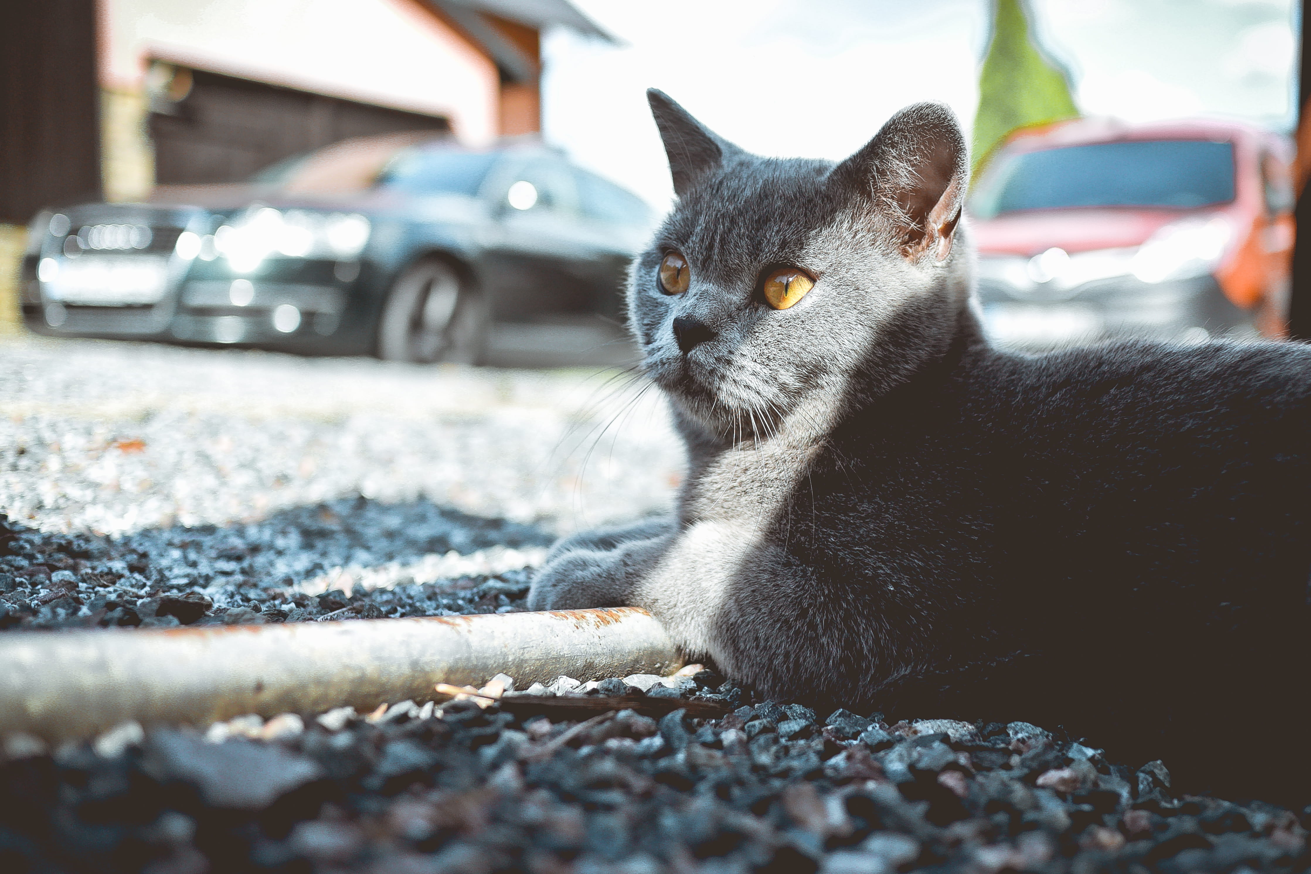 whisker, close-up, 4K, transportation, bokeh, vertebrate, one animal, relaxation, tire, yellow, street, wheel, cat, domestic, cute, domestic animals, feline, HD Wallpaper