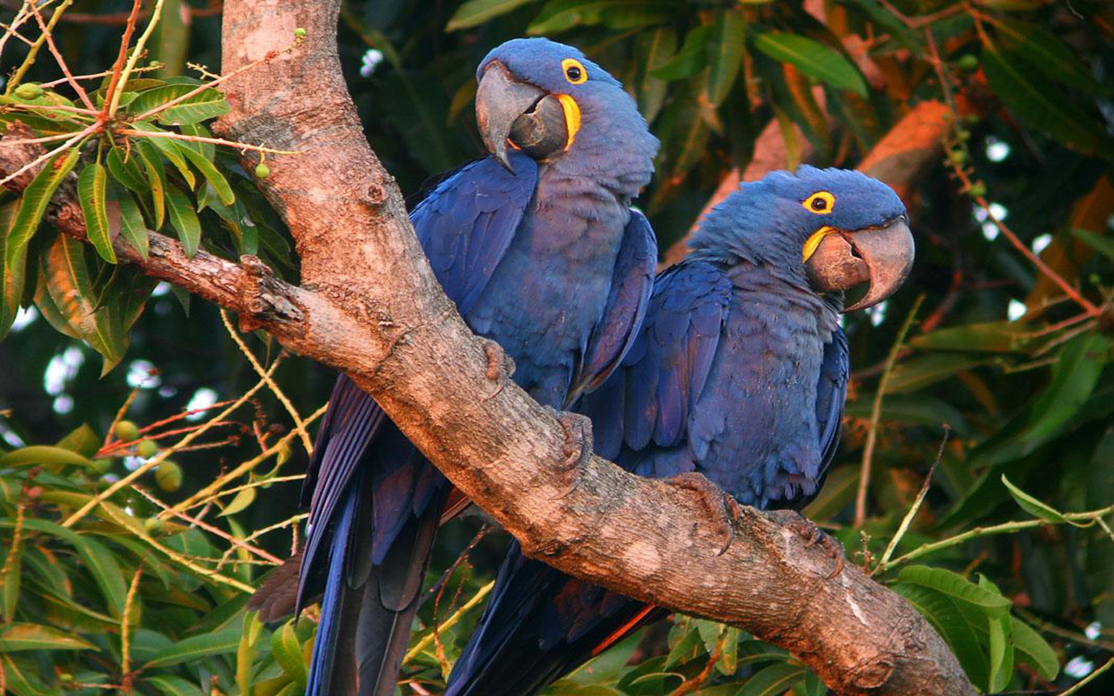 parrot, central, hyacinth, outdoors, two animals, east, bird, branch, perching, native, day, south, tree, nature, group of animals, plant, no people, animals in the wild, HD Wallpaper