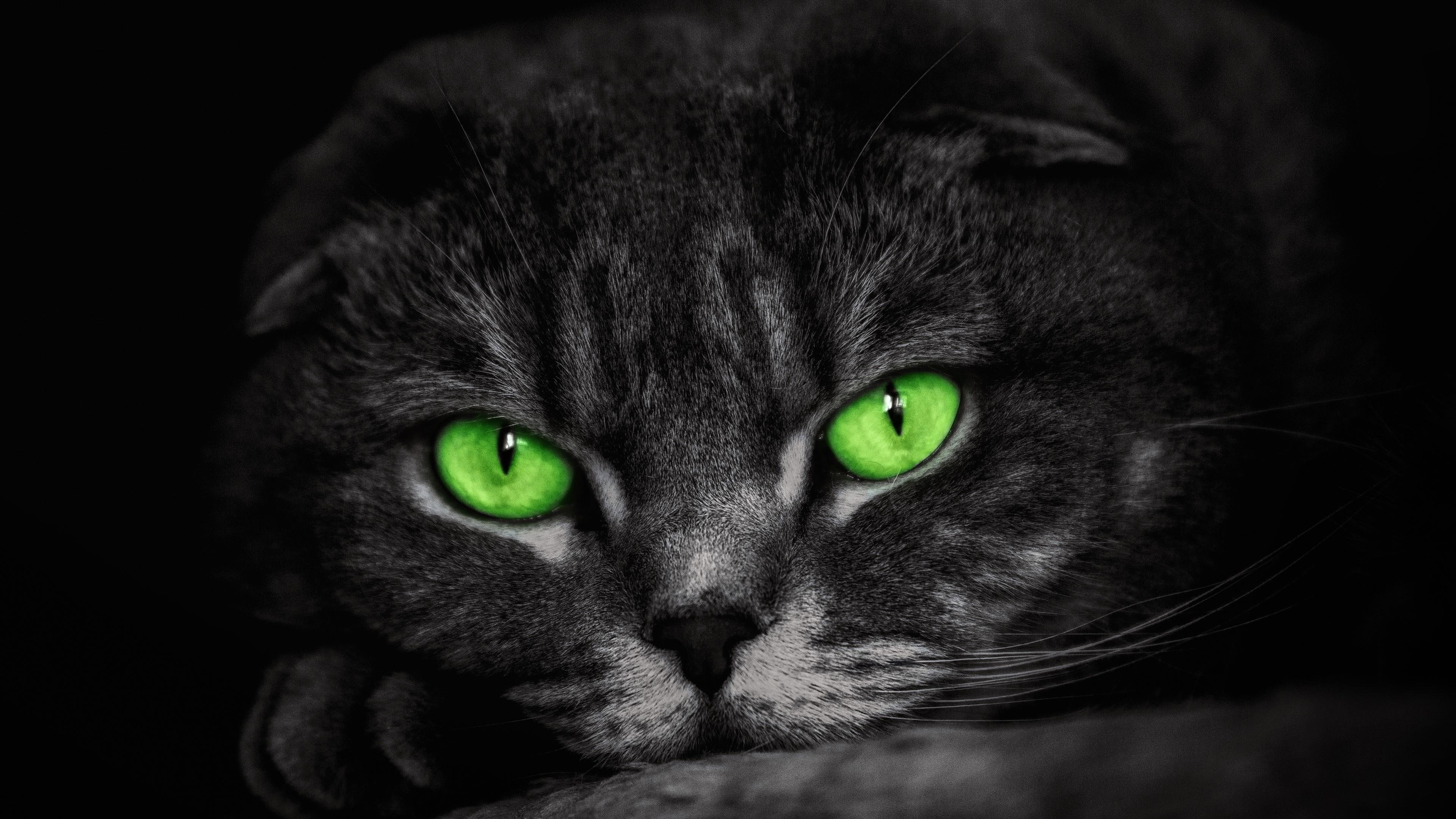 close up, mammal, 4K, green eyes, whiskers, face, cat, nose, eyes, green, HD Wallpaper
