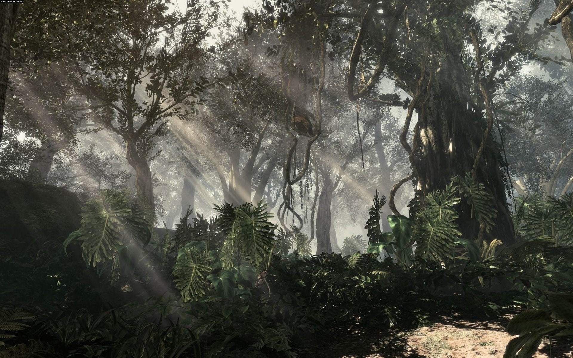 call of duty ghosts, trunk, tree trunk, no people, sunlight, outdoors, beauty in nature, tranquility, plant part, land, 1080P, branch, day, tranquil scene, HD Wallpaper