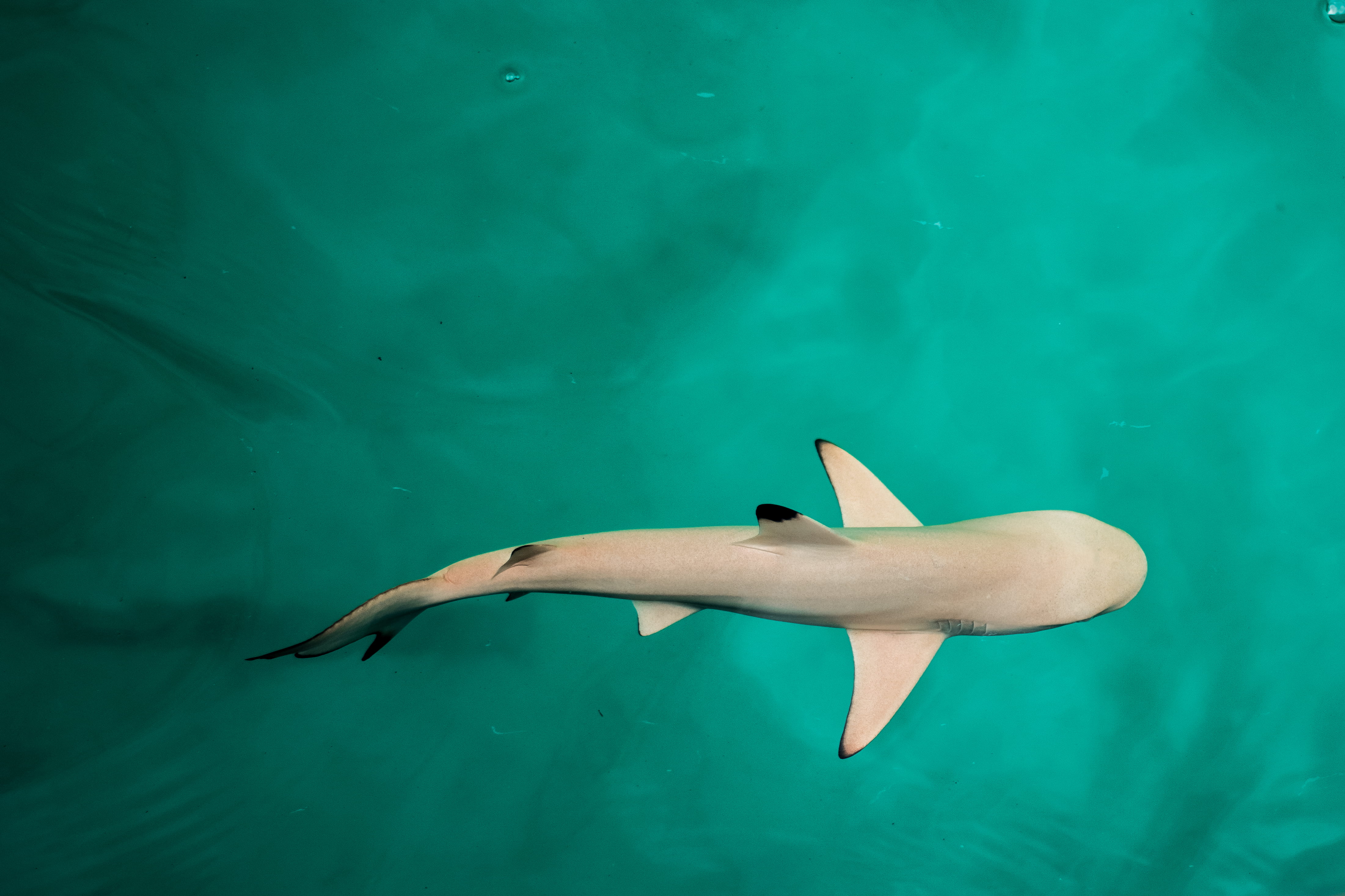 water, nature, sea life, animal wildlife, white, animals in the wild, maldives, babyshark, sea, swimming, decor, swim, no people, wildlife, reefshark, photo, HD Wallpaper