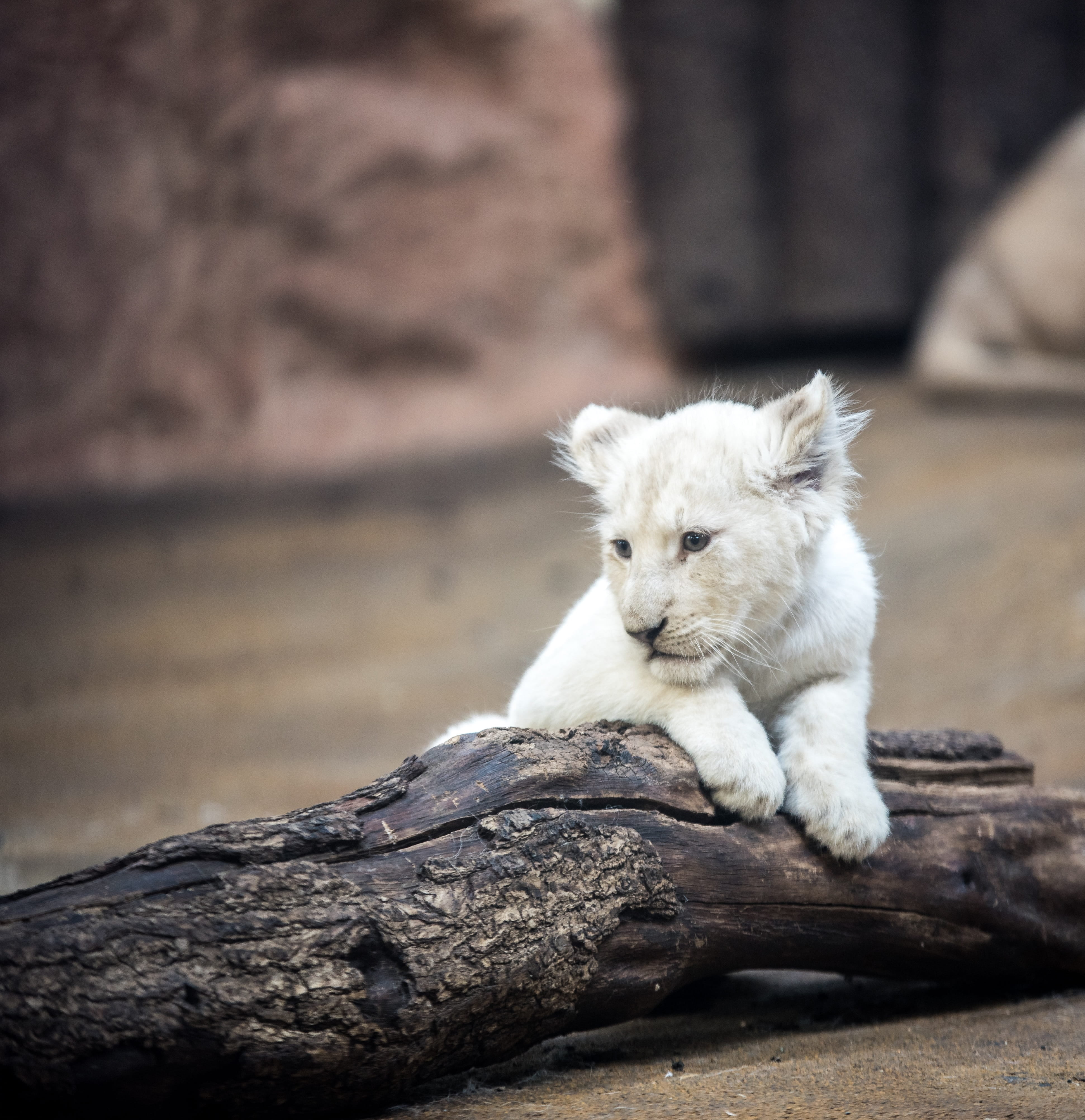graceful, domestic, eyes, white lion, lion, lion cub, feline, tiger, animal themes, cat, relaxation, focus on foreground, no people, lying down, solid, Phone HD Wallpaper