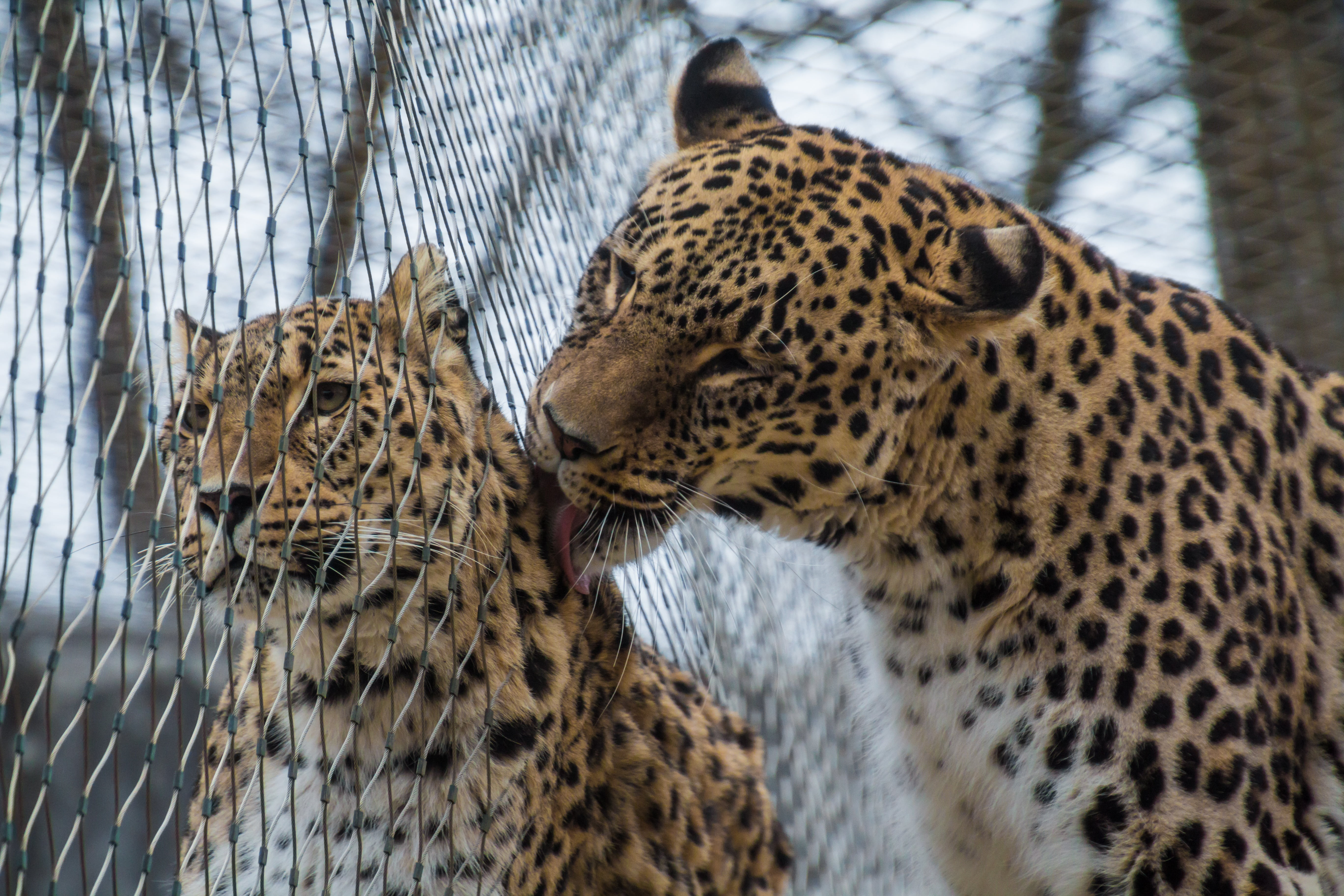 outdoors, mieze, whisker, face, animal world, another, affection, animal themes, vertebrate, licking, carnivora, males, feline, cat, mammal, leopard, elegant, HD Wallpaper
