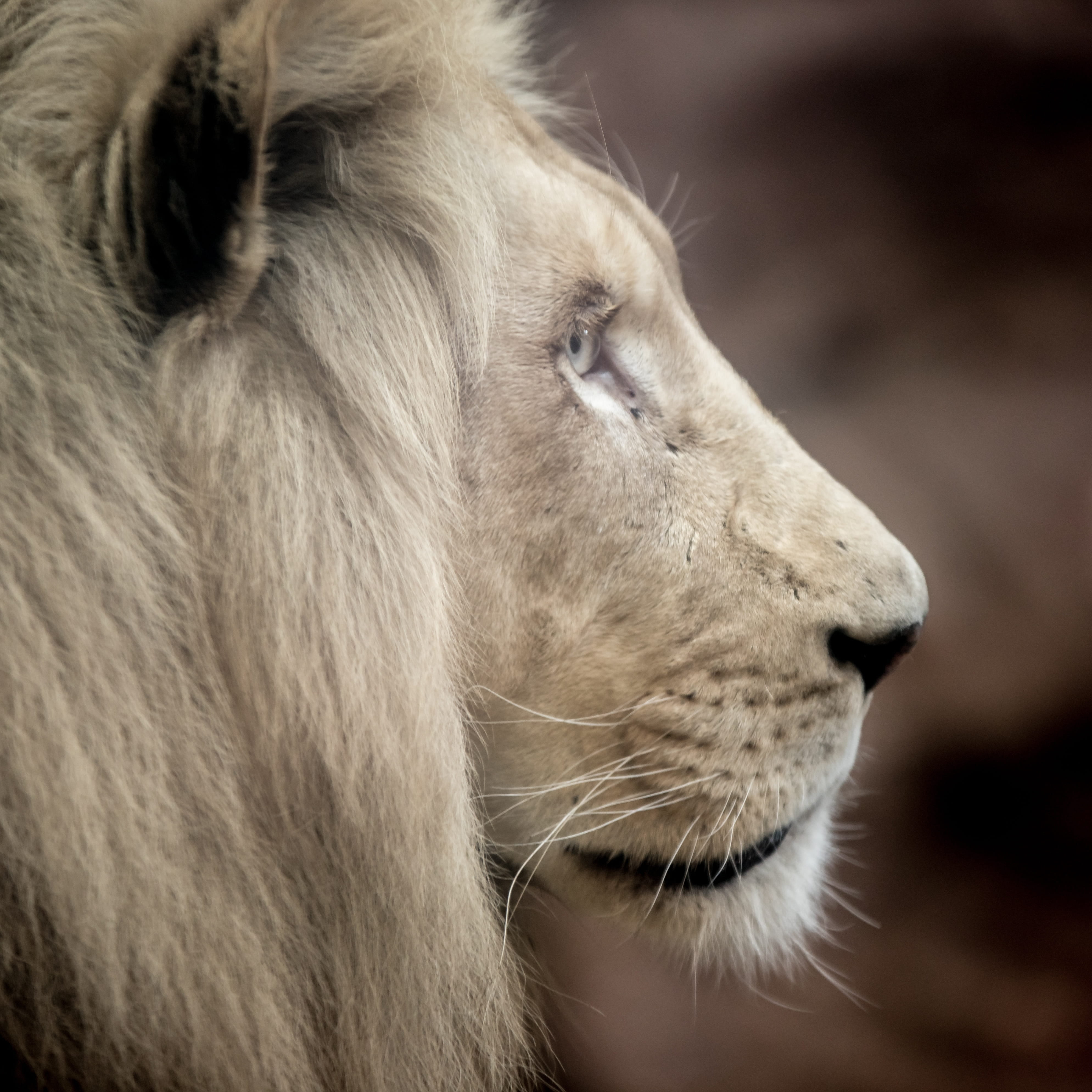 big cat, photography, animal mouth, focus, animal eye, looking, cat, no people, rarely, animal themes, close-up, white lion, 4K, profile view, shallow, Phone HD Wallpaper