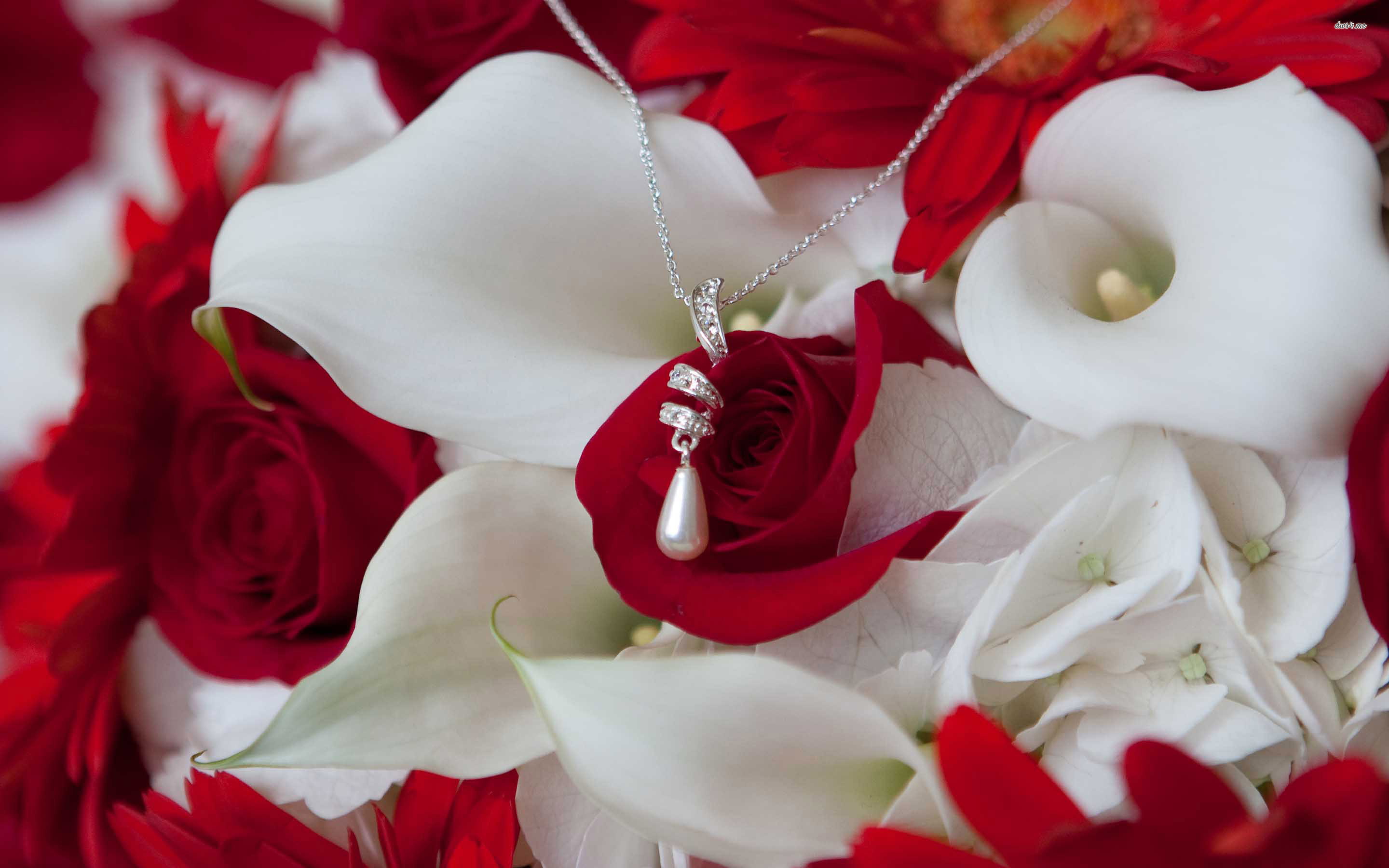wallpappers, on, photography, Rose, necklace, 2880x1800, HD, calla, 2K, Flowers, HD Wallpaper